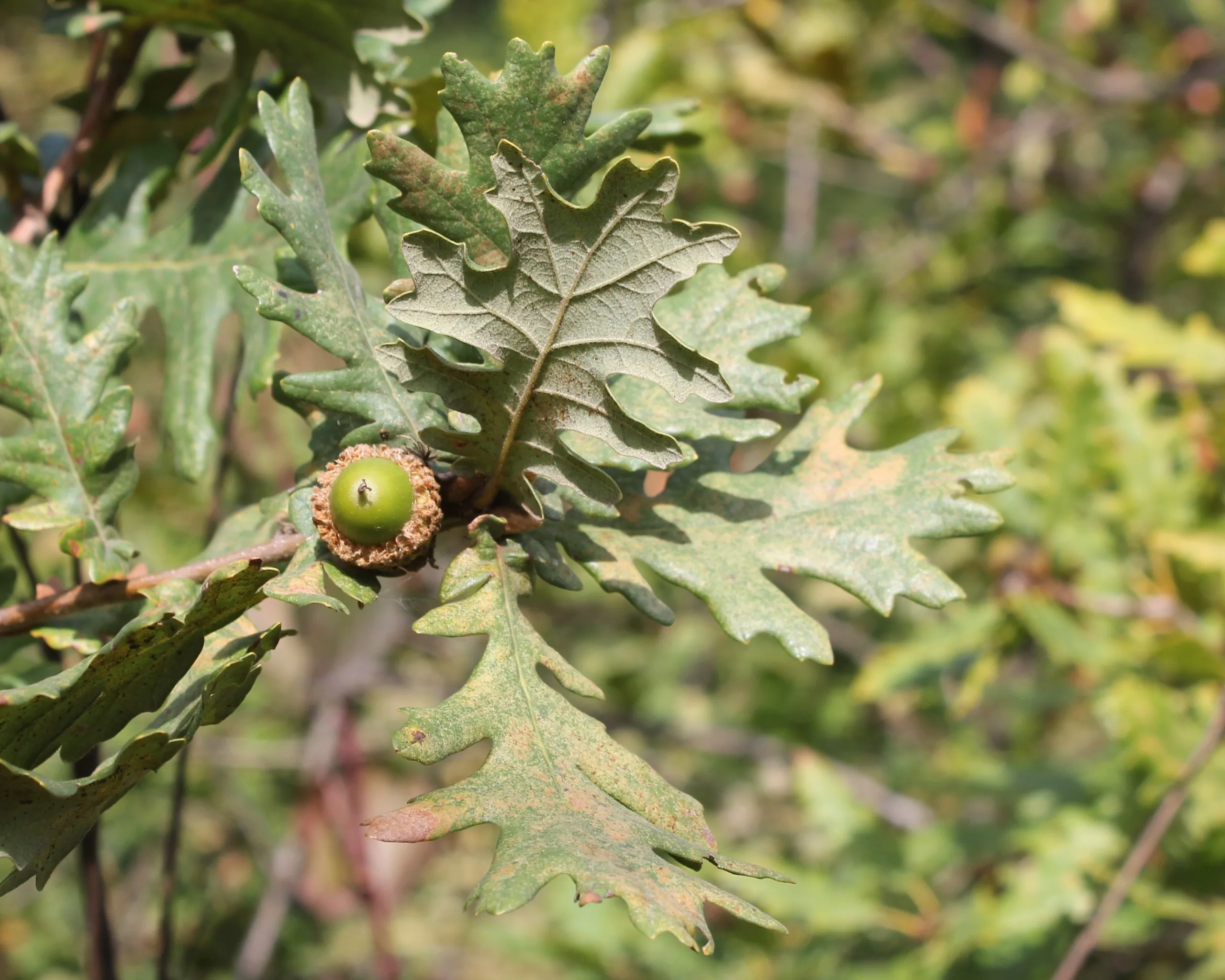 Quercus frainetto