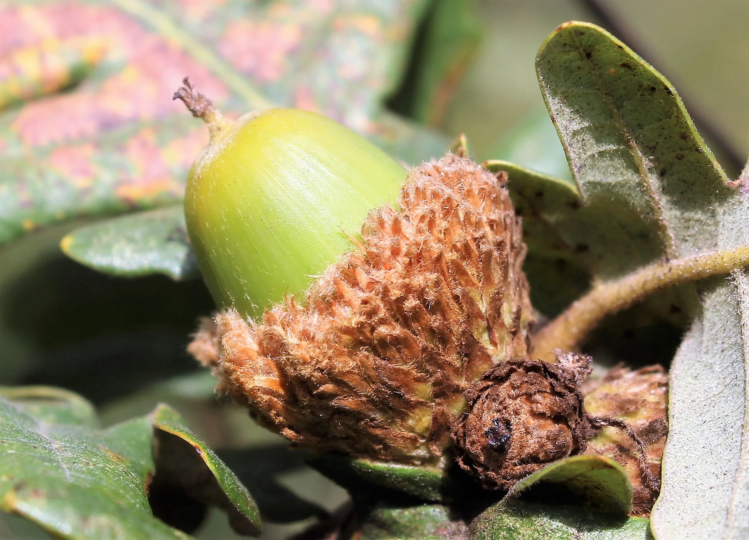 Quercus frainetto