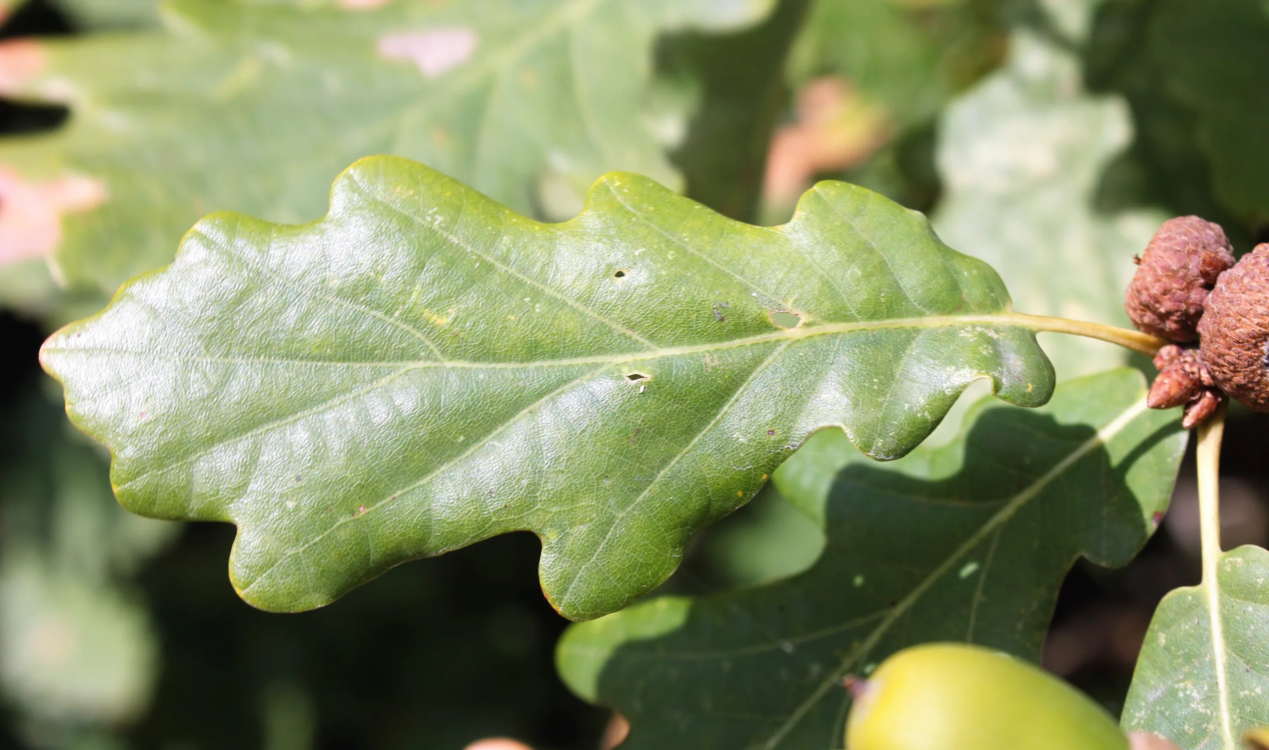 Quercus hartwissiana