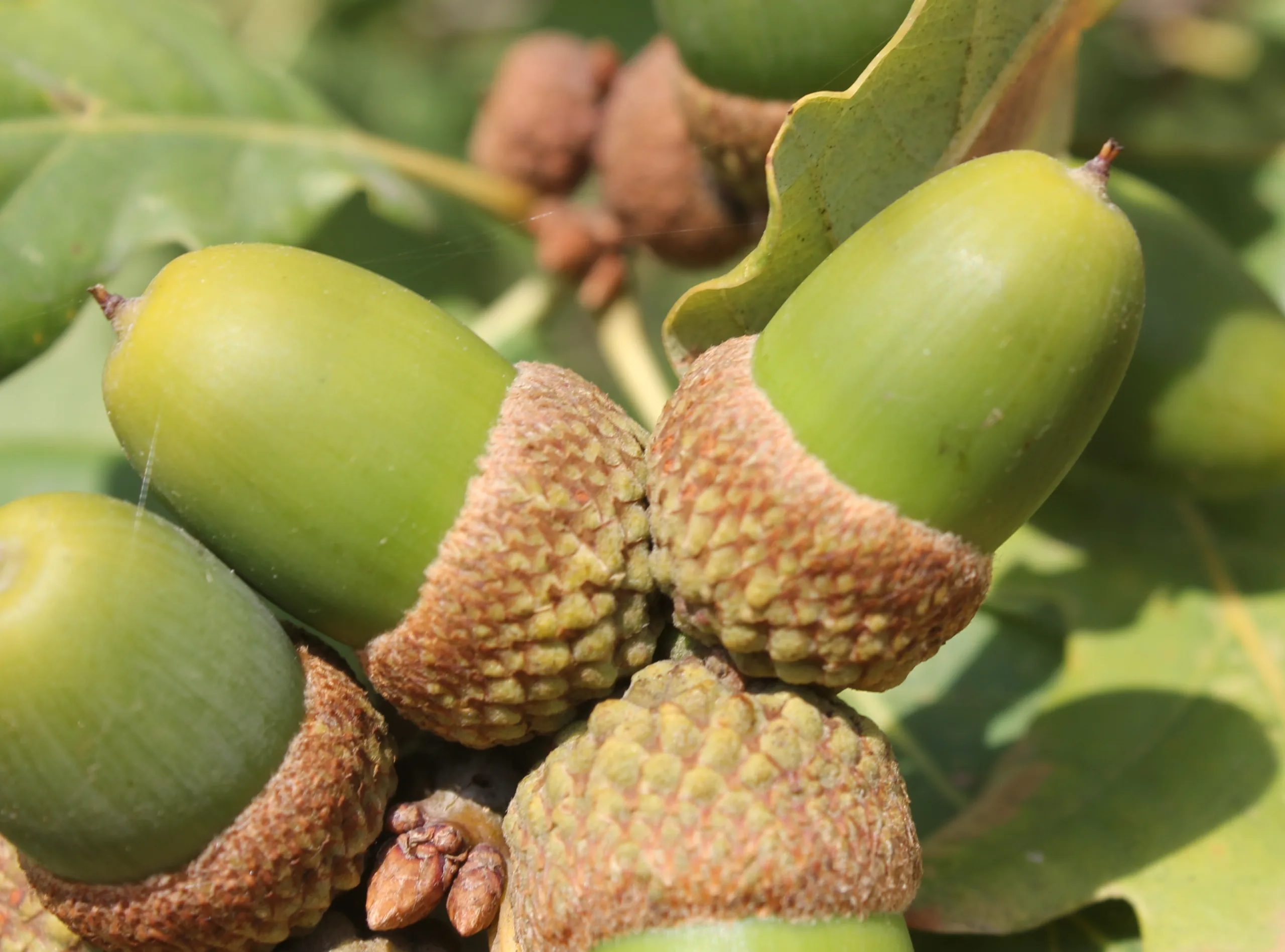 Quercus hartwissiana (Istranca meşesi)