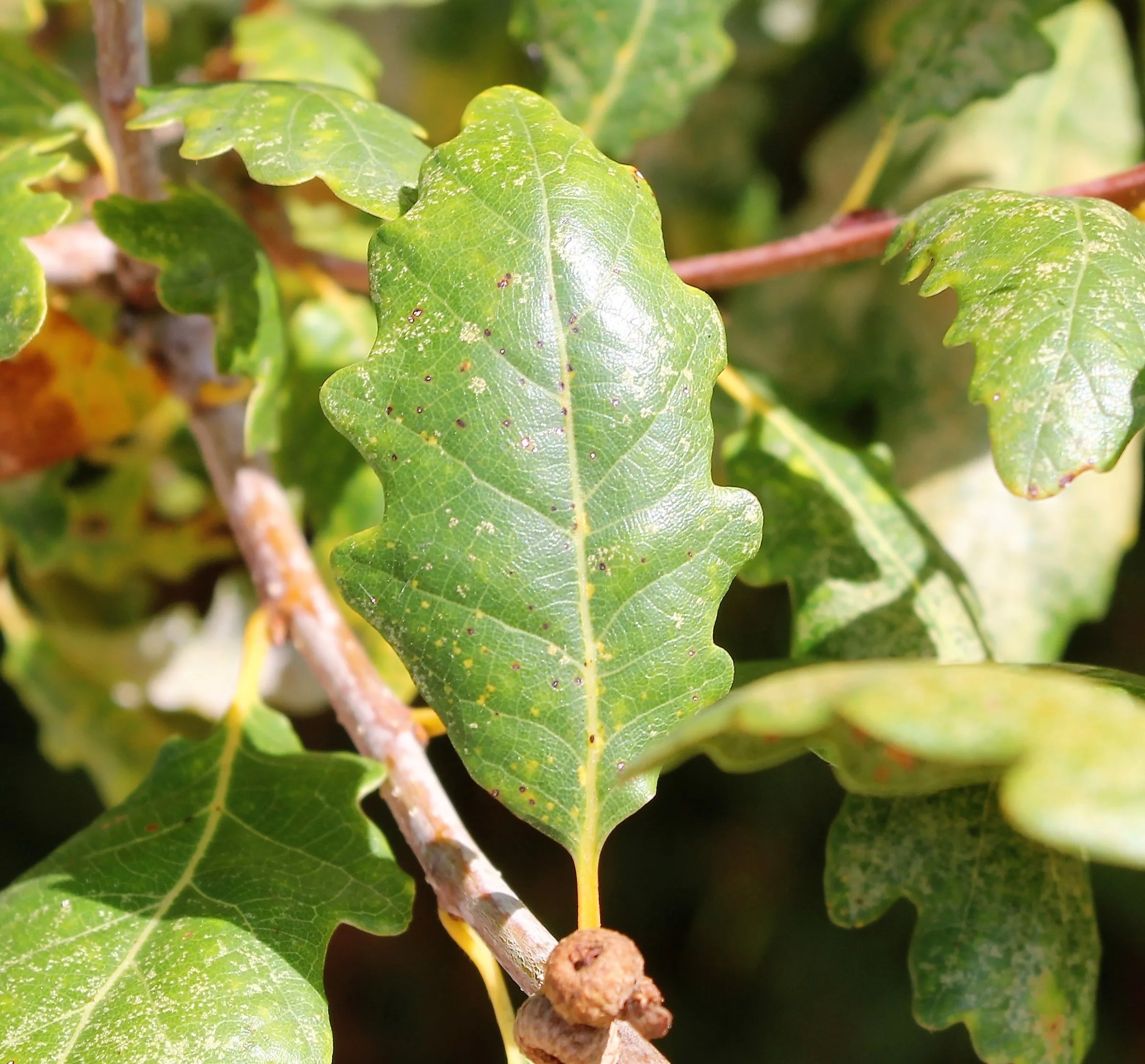 Quercus petraea subsp. polycarpa