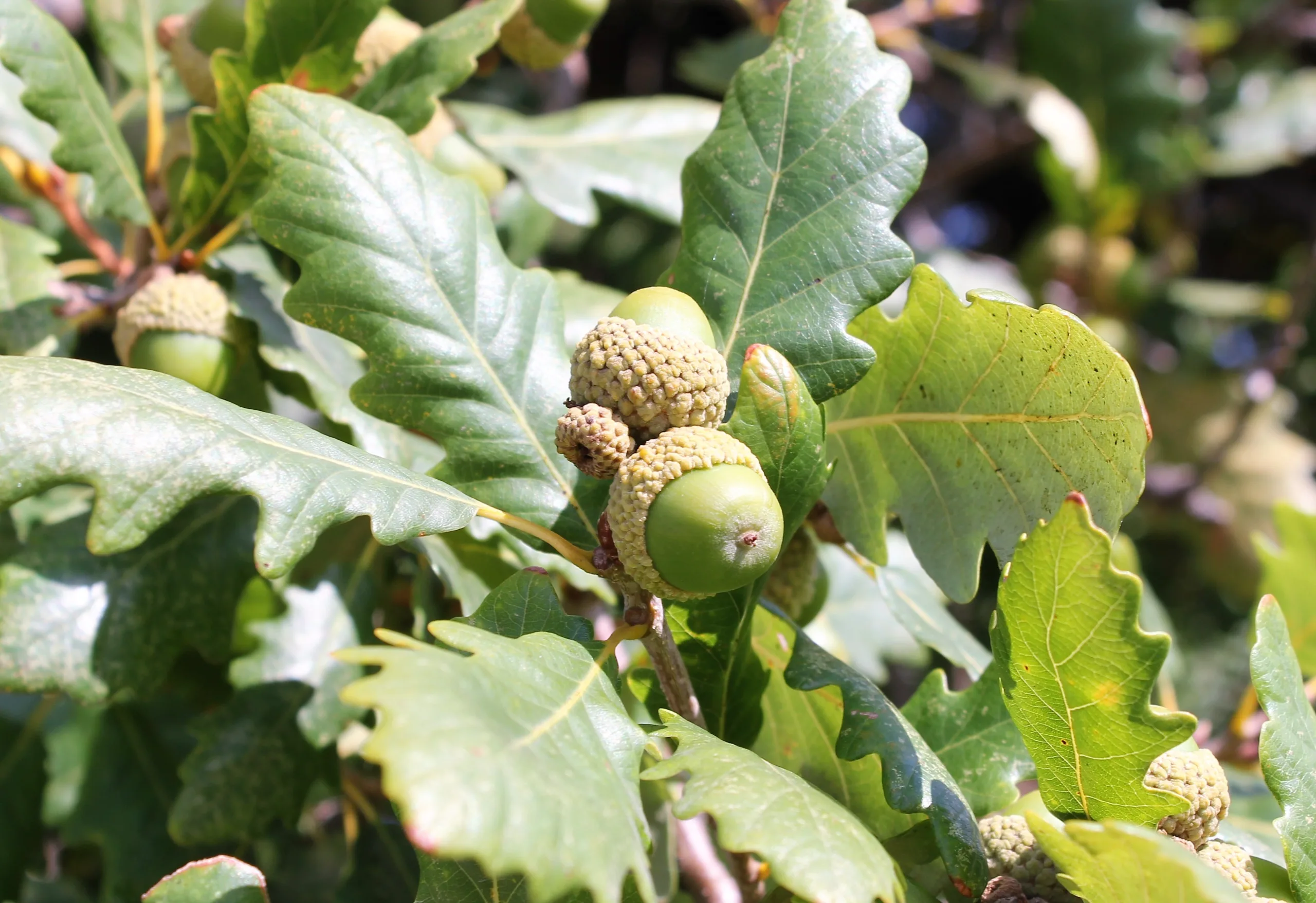 Quercus petraea subsp. polycarpa