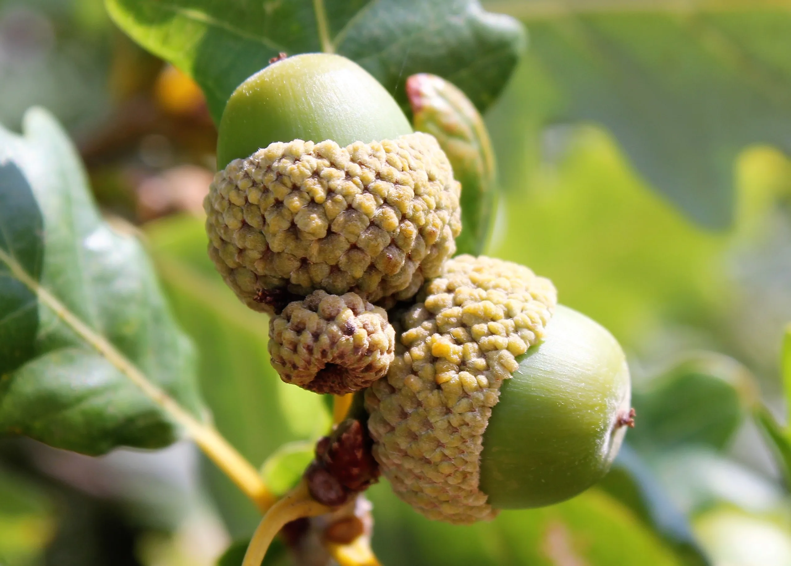 Quercus petraea subsp. polycarpa