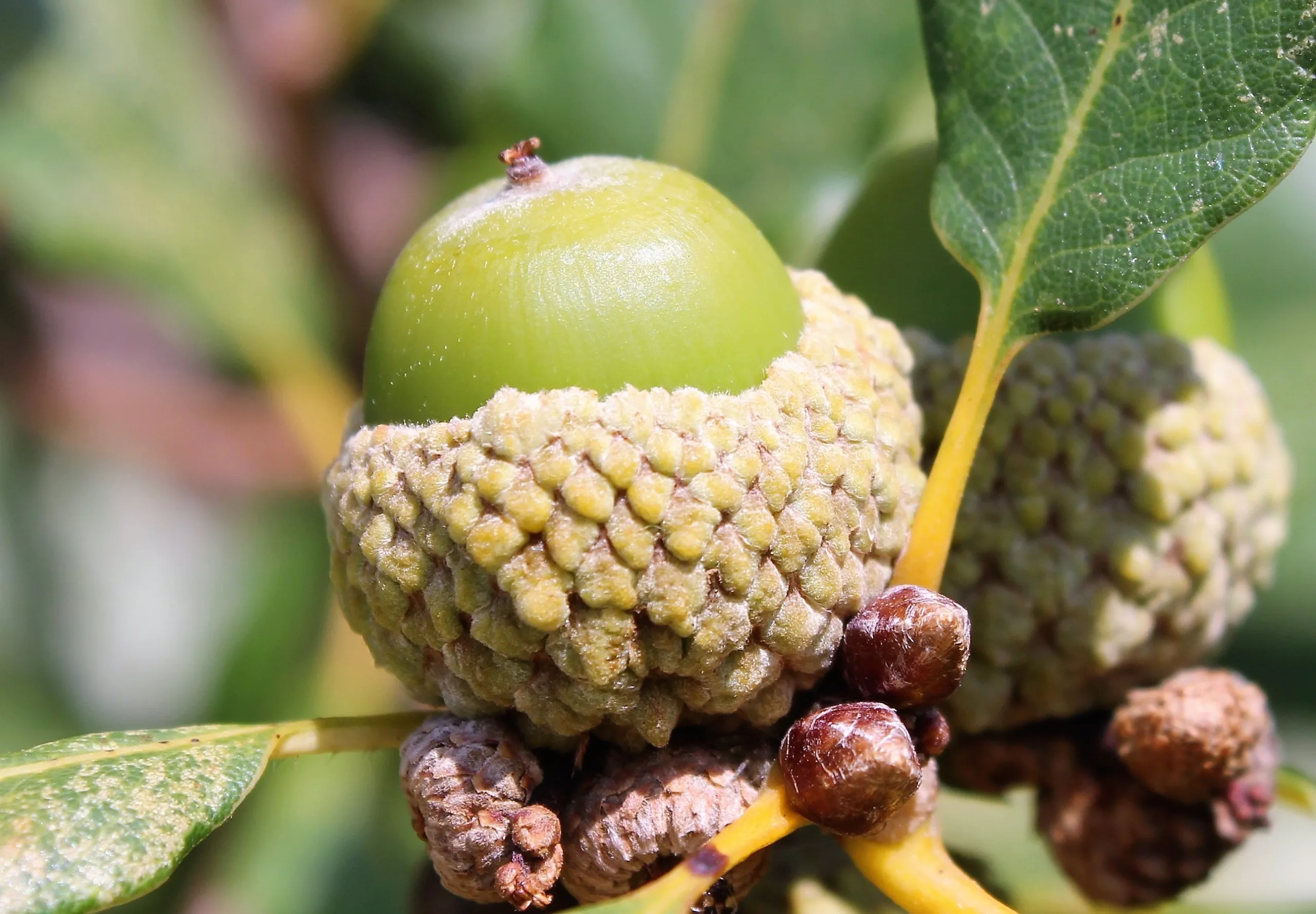 Quercus petraea subsp. polycarpa (Sapsız meşe)