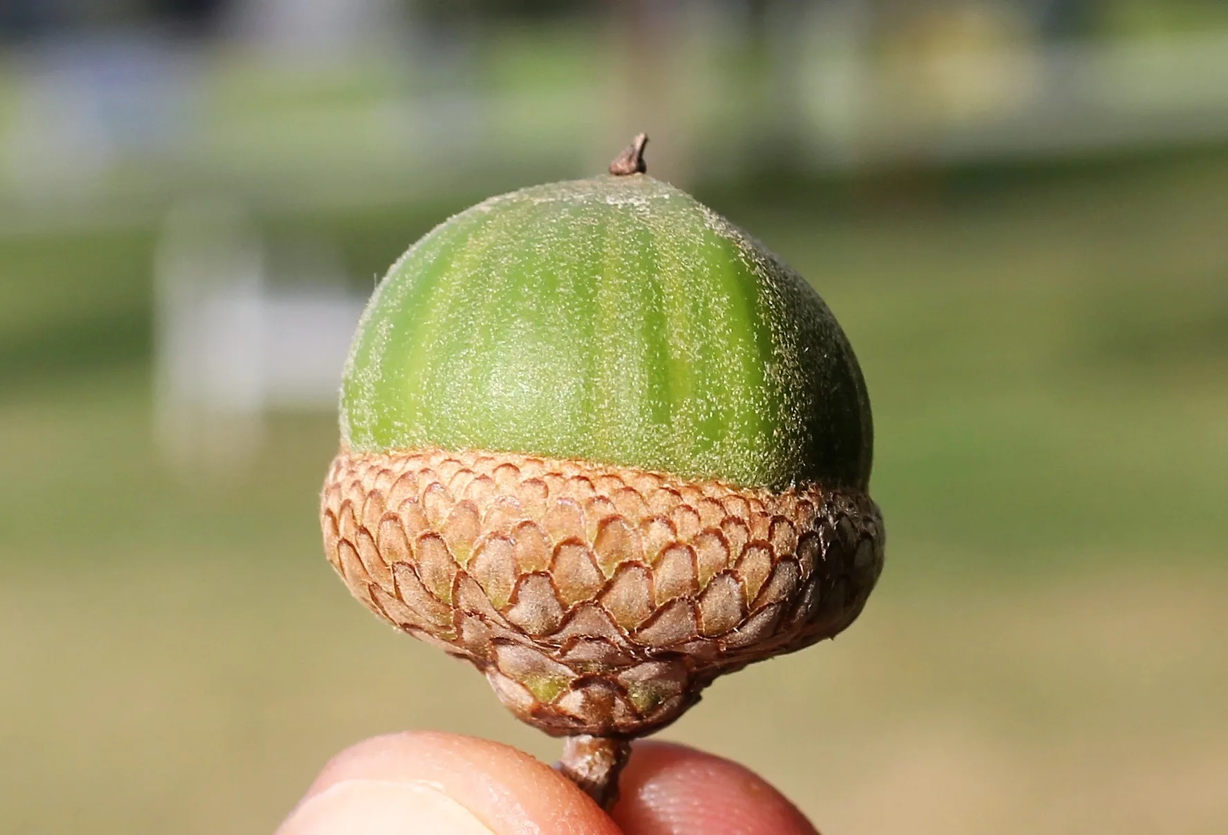 Quercus rubra (Kızıl meşe)