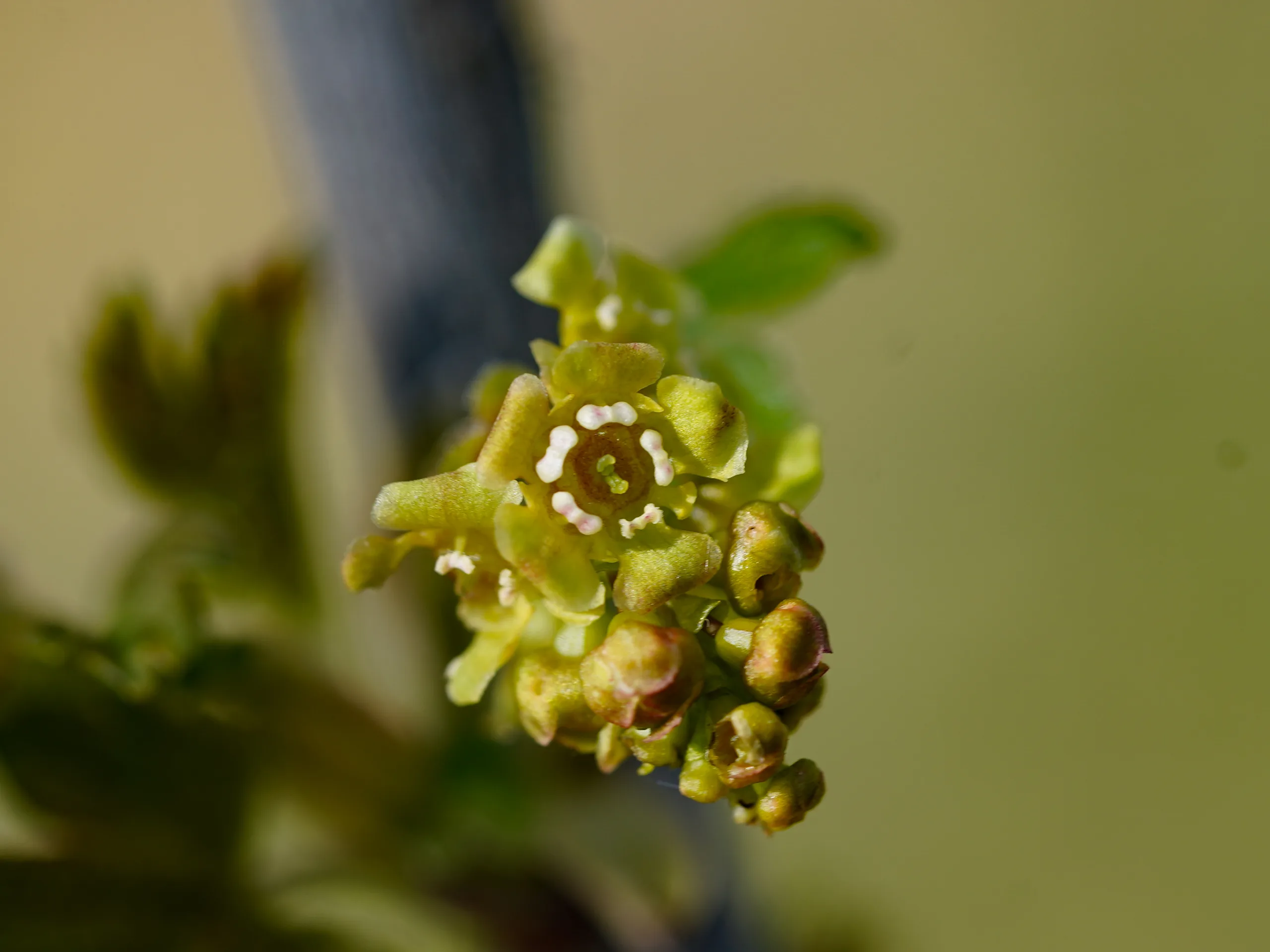 Ribes rubrum