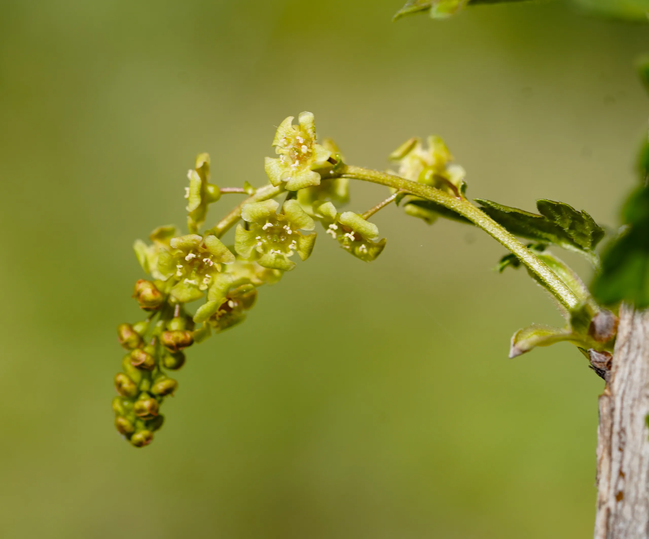 Ribes rubrum