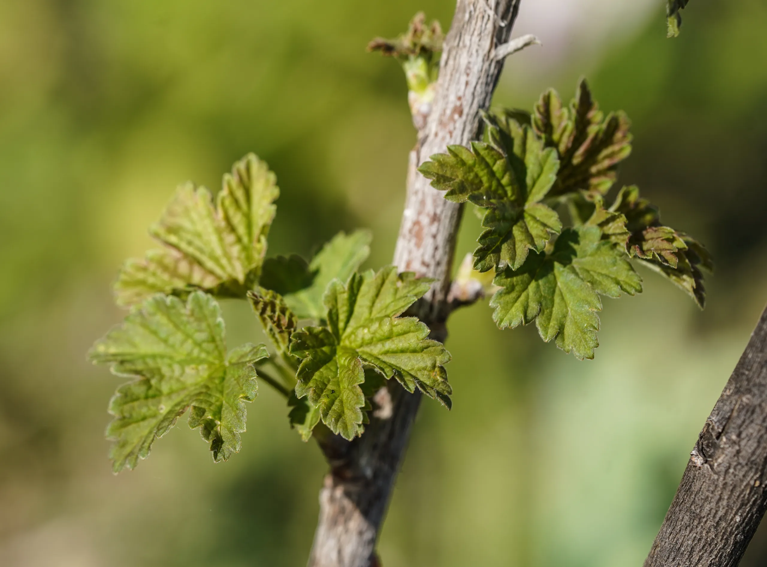 Ribes rubrum