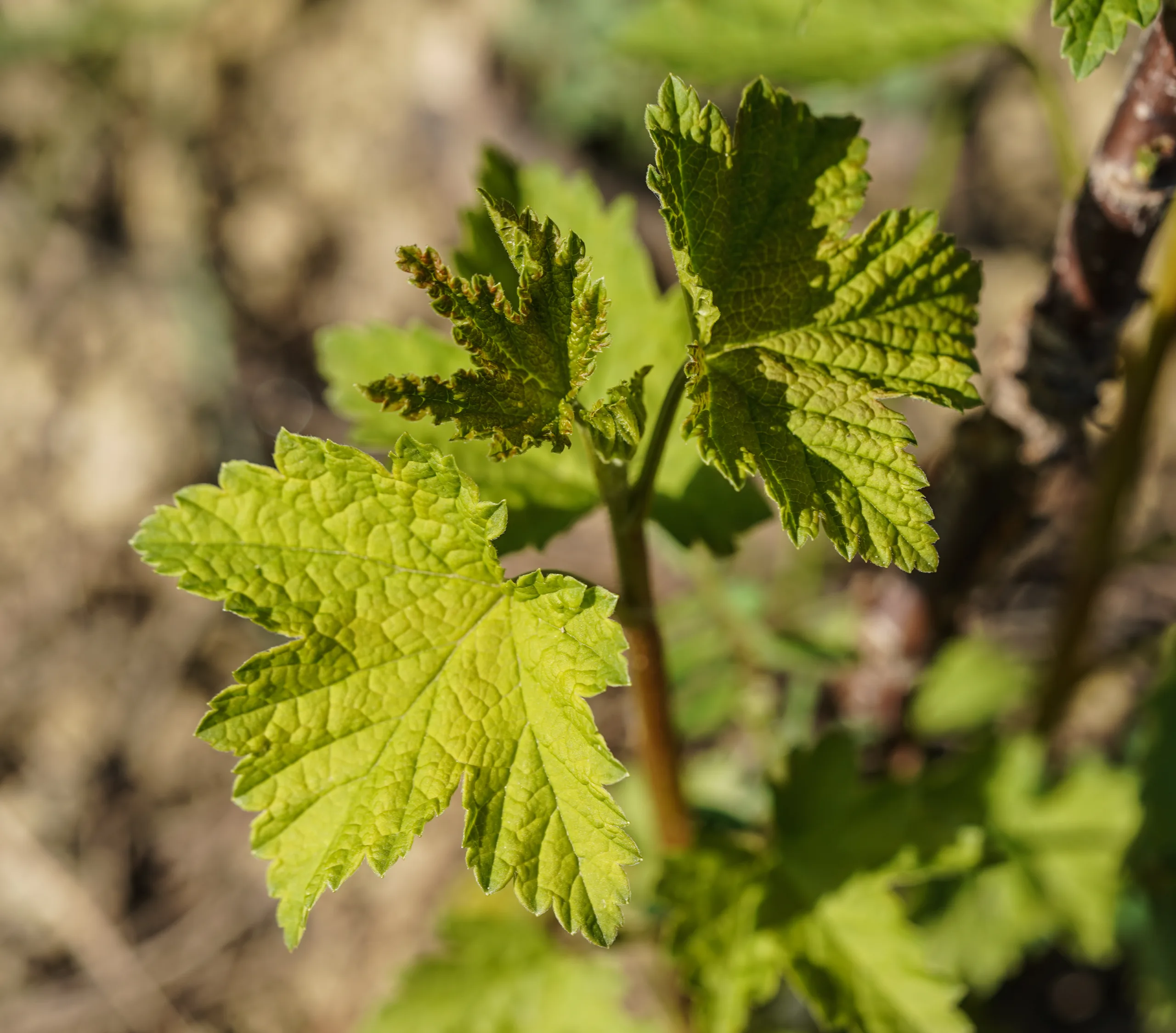 Ribes rubrum