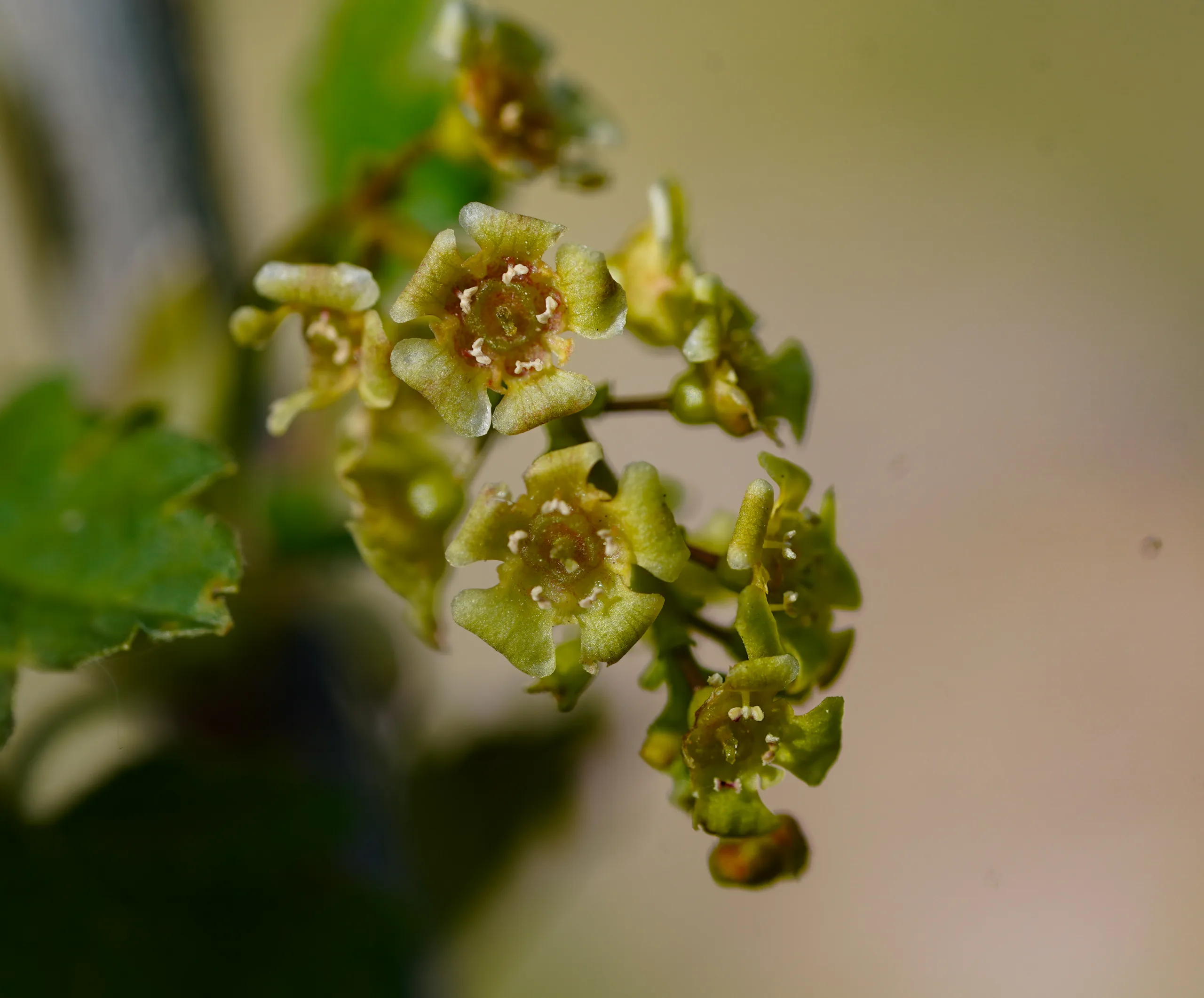 Ribes rubrum (Kırmızı frenküzümü)