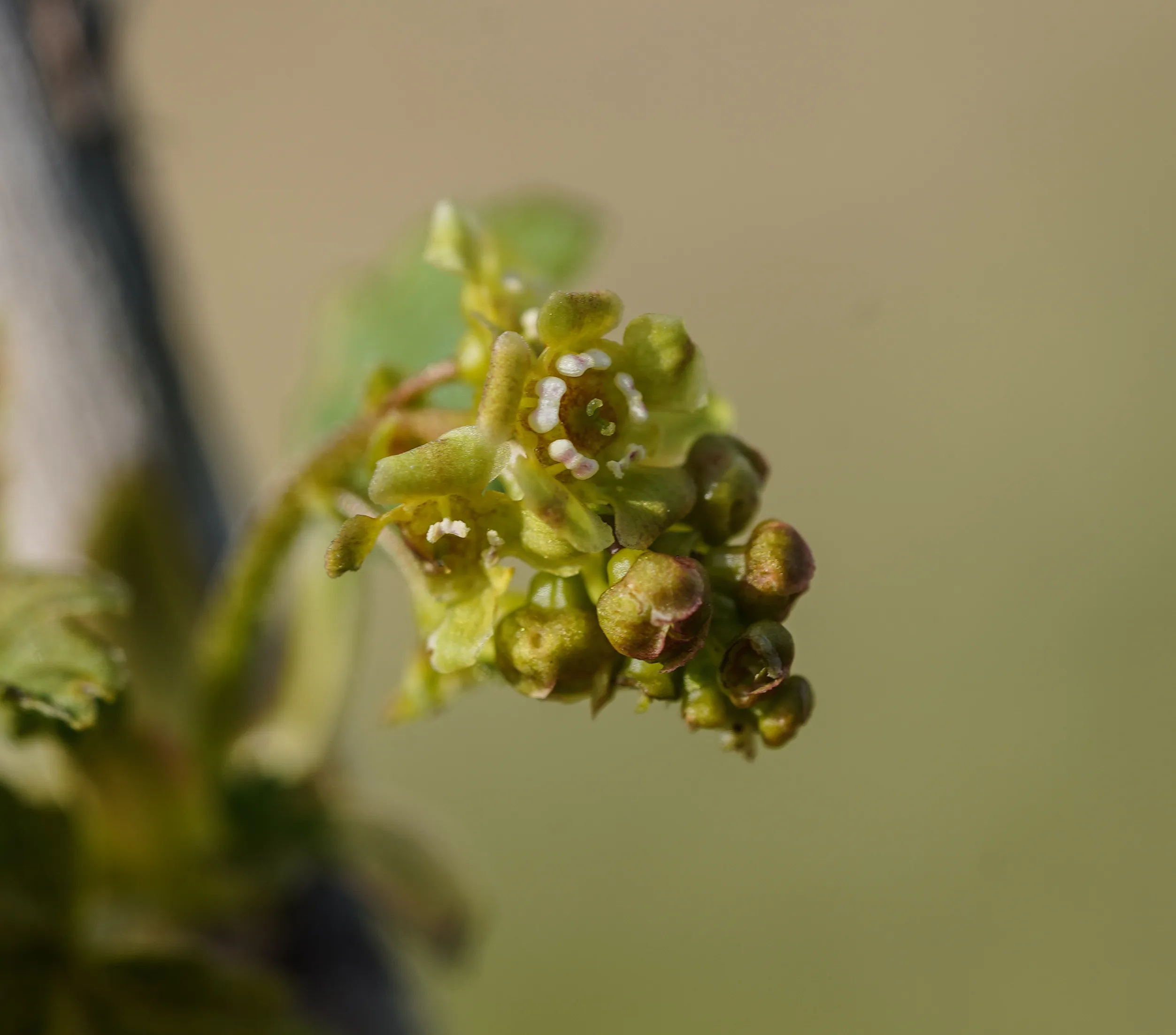 Ribes rubrum