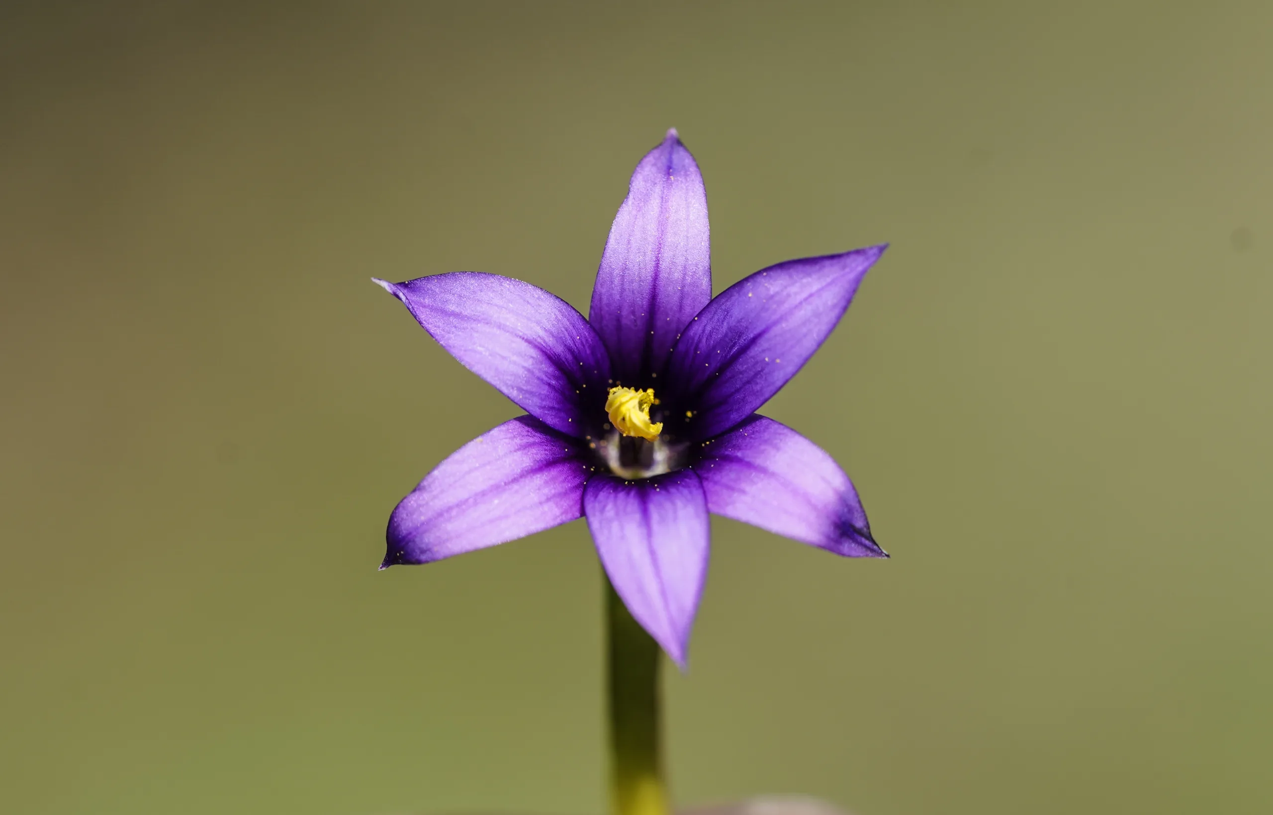 Romulea linaresii subsp. graeca (Dibi tatlı)