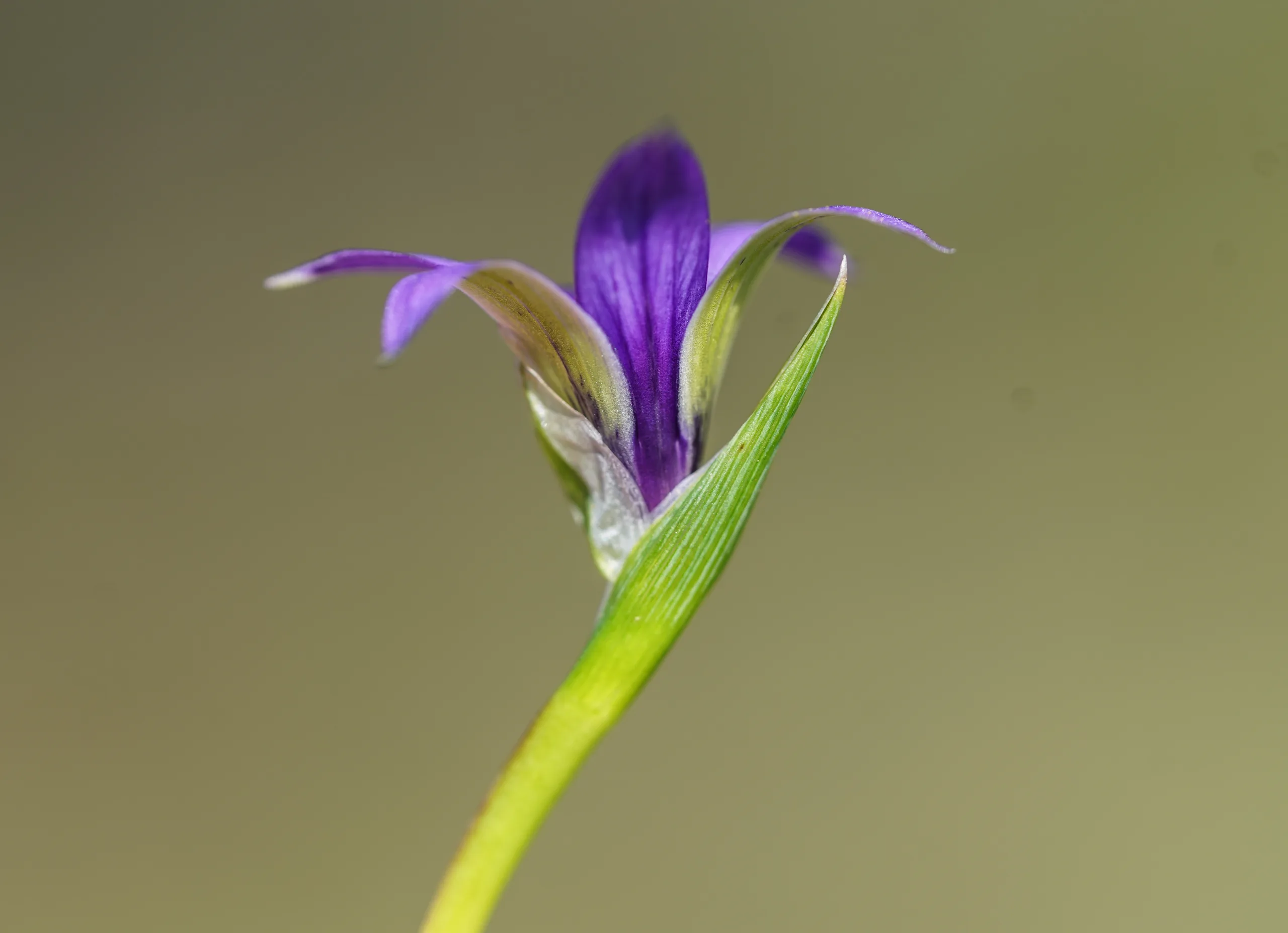 Romulea linaresii subsp. graeca