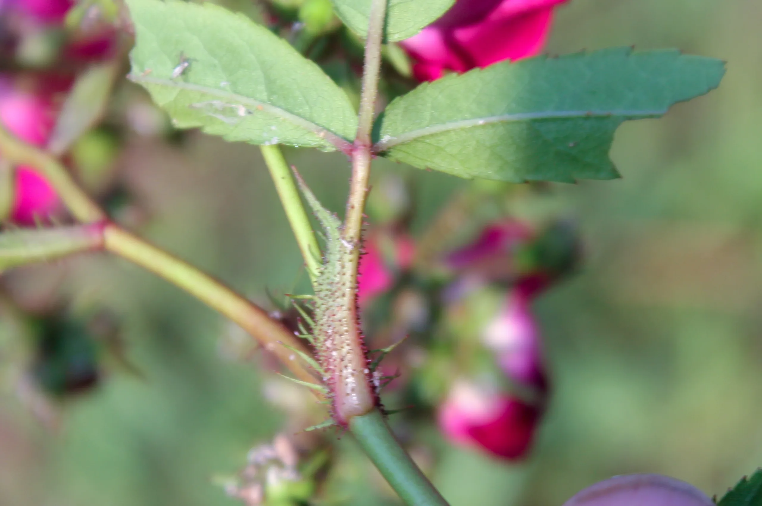 Rosa multiflora