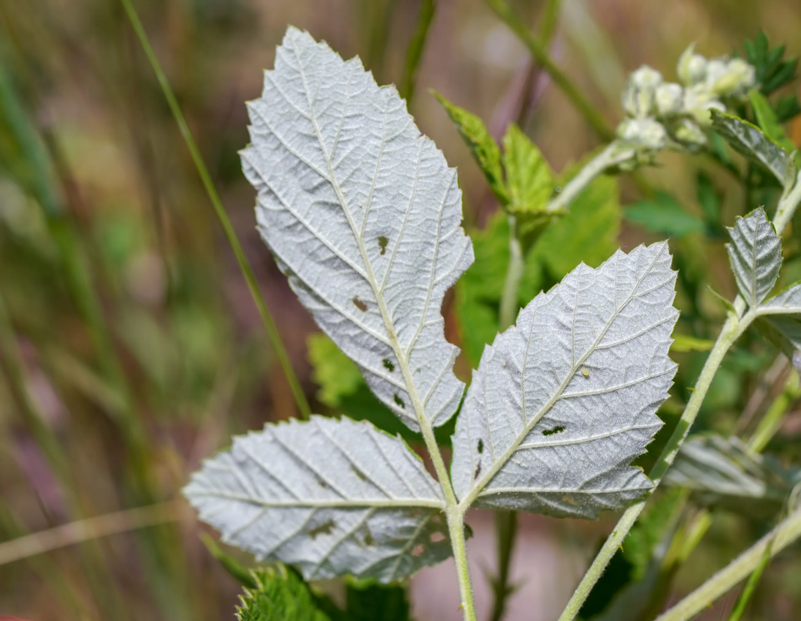 Rubus aetnicus