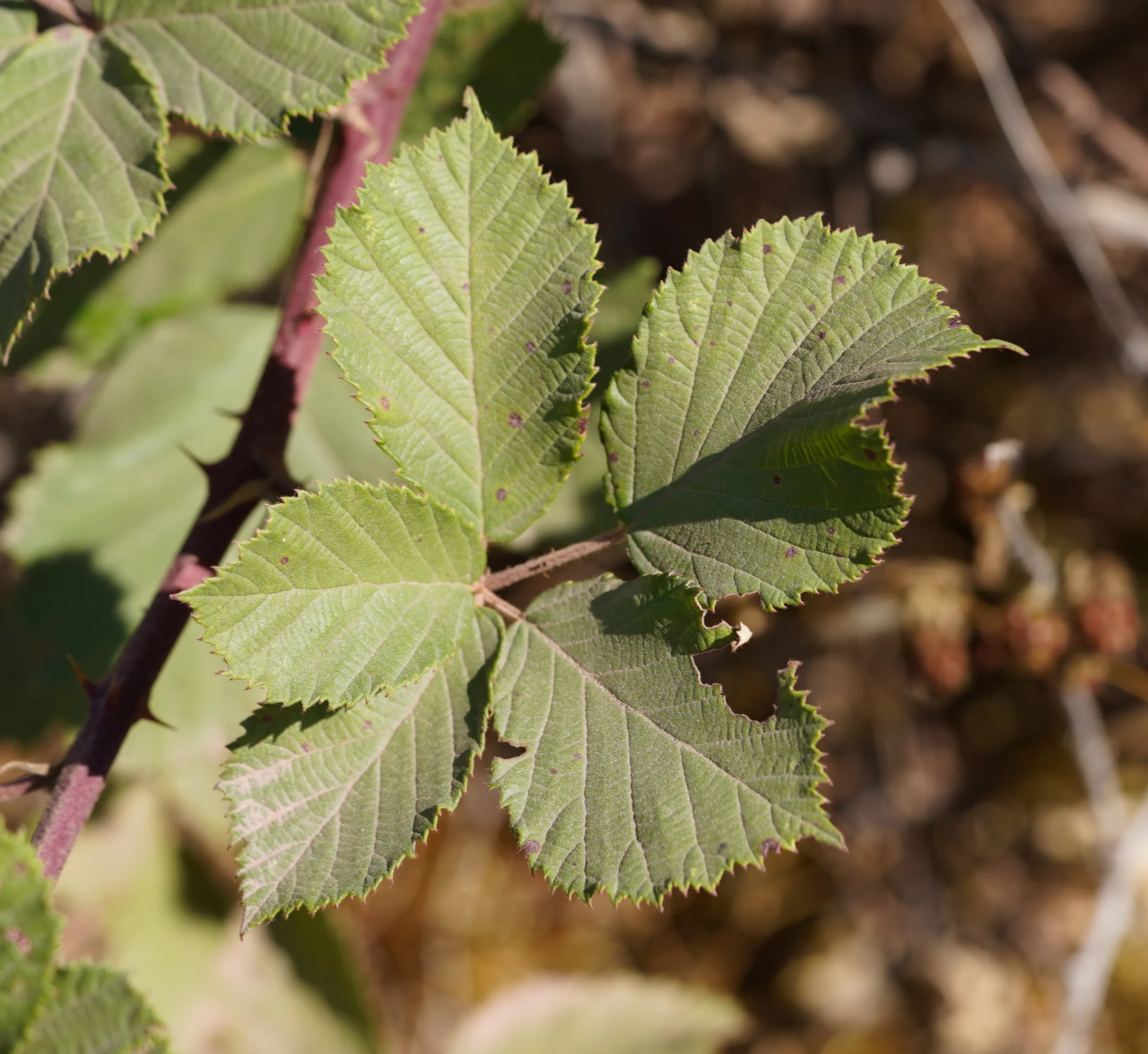 Rubus creticus