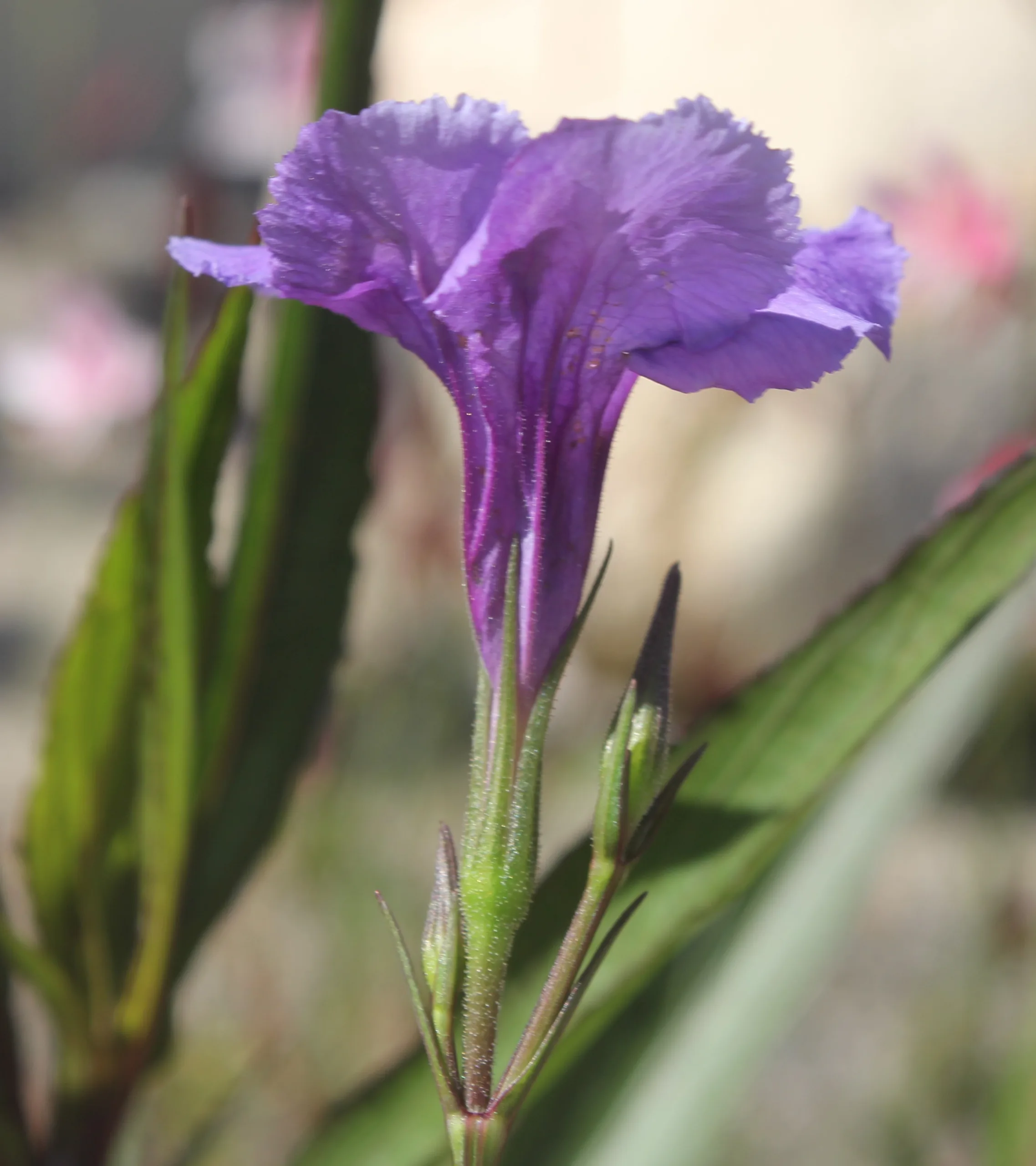 Ruellia simplex
