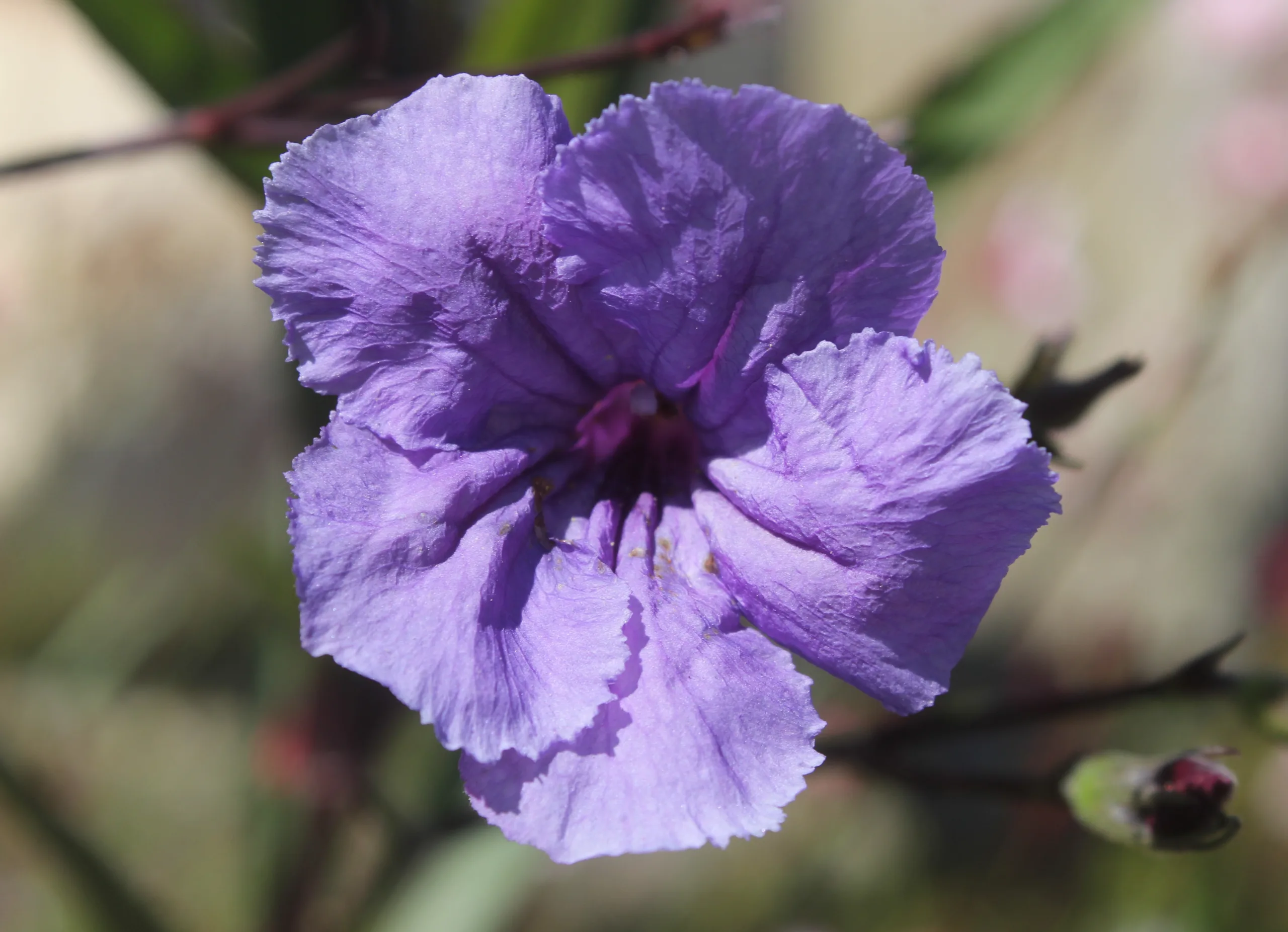 Ruellia simplex