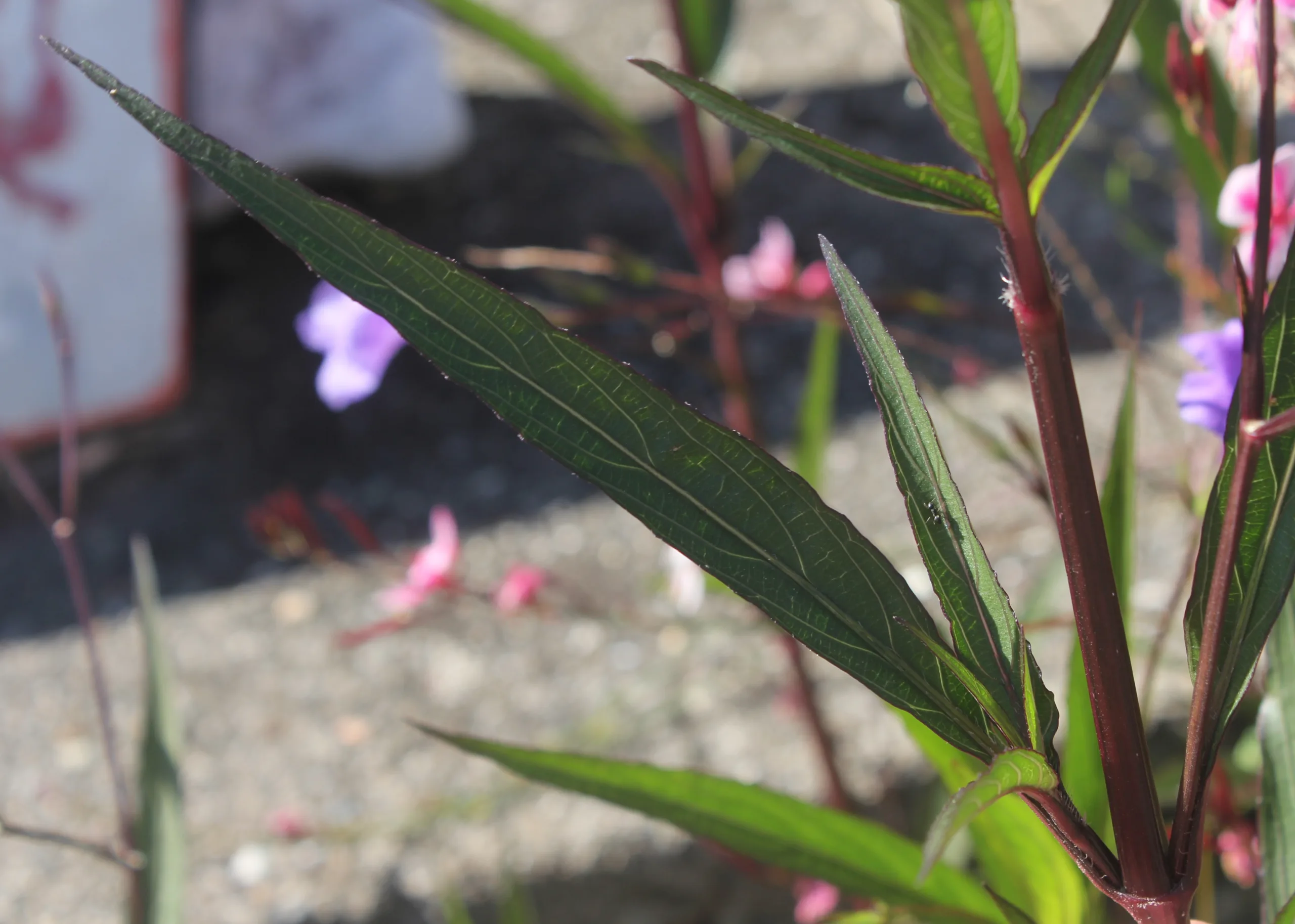 Ruellia simplex
