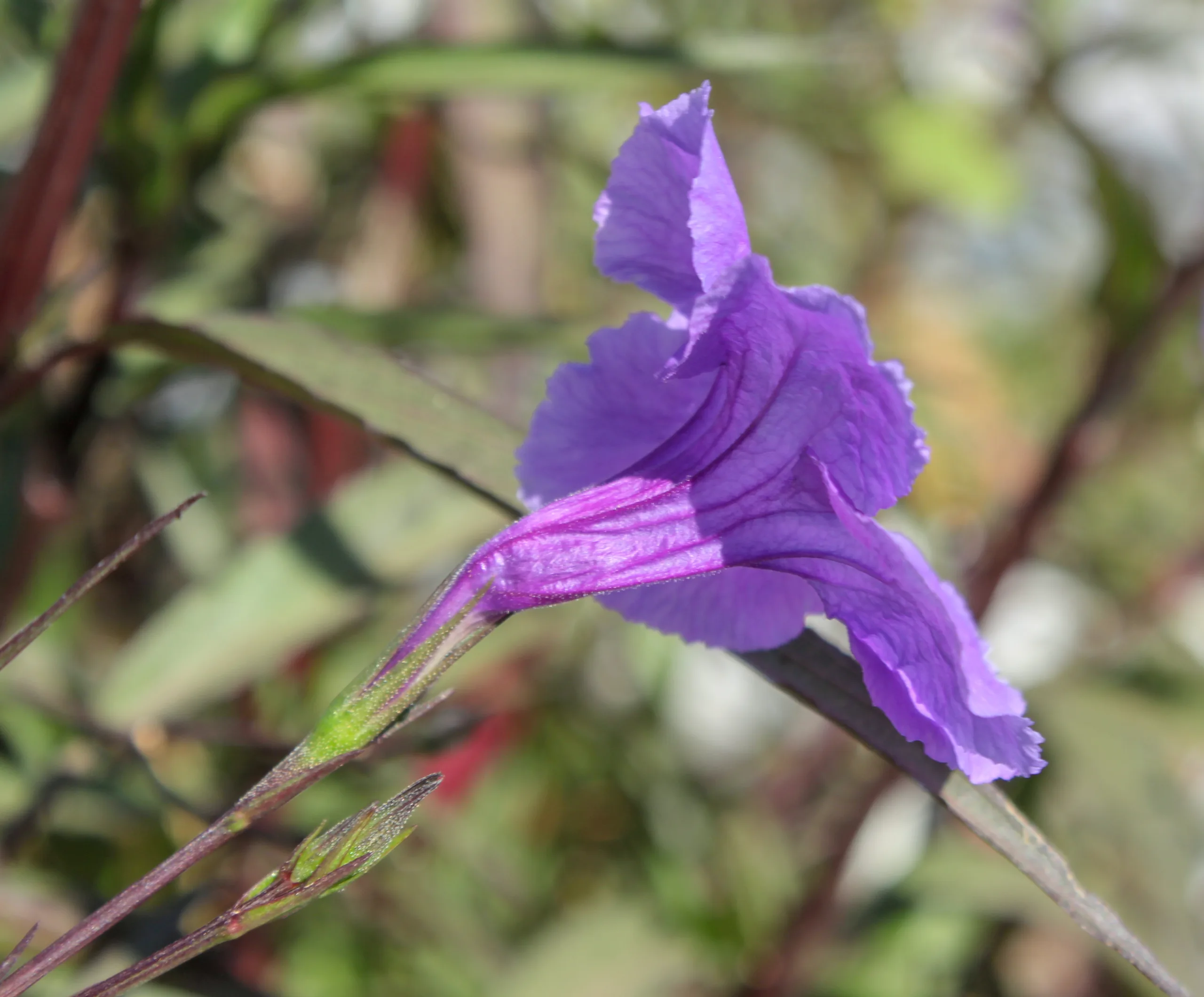 Ruellia simplex