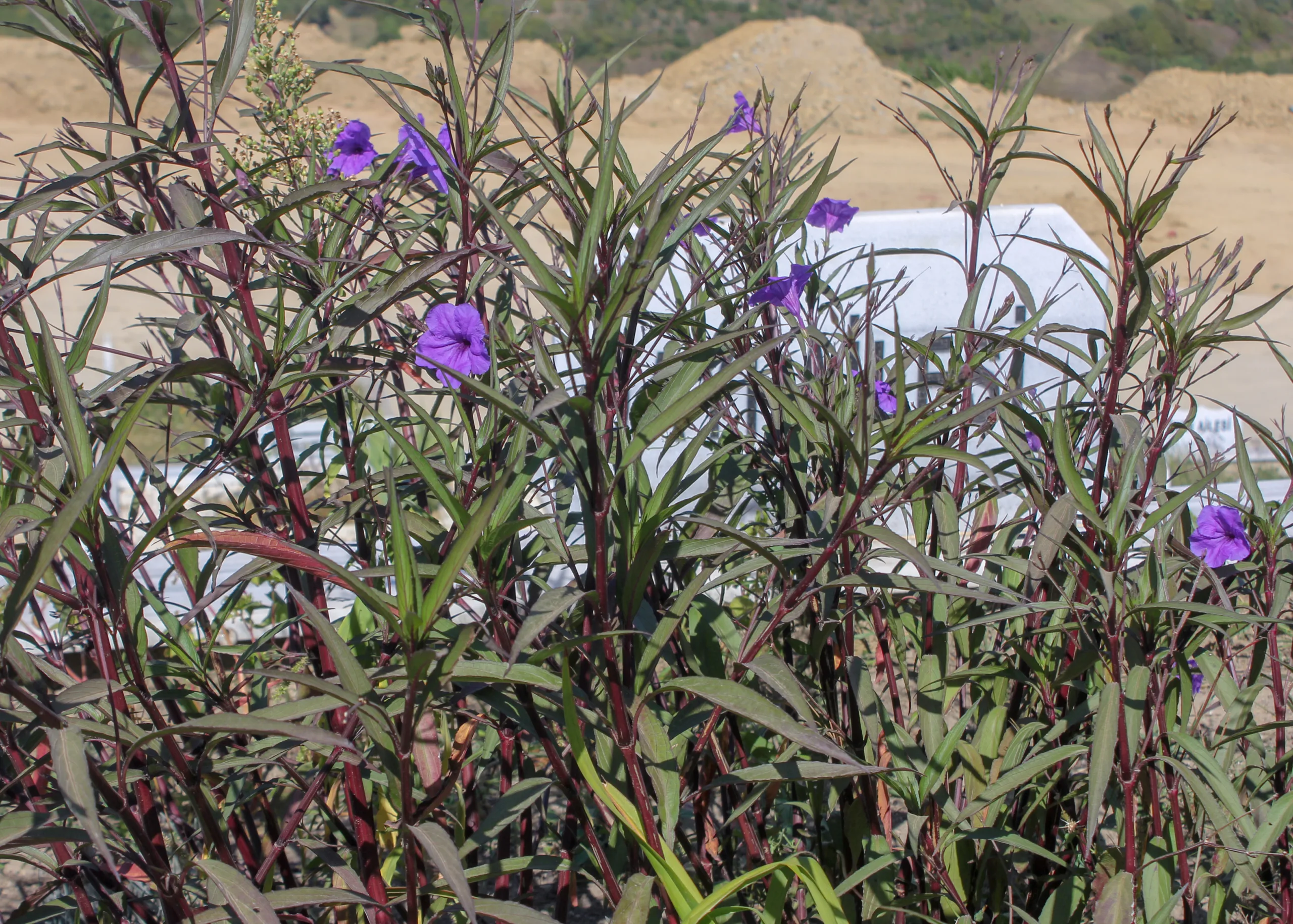 Ruellia simplex