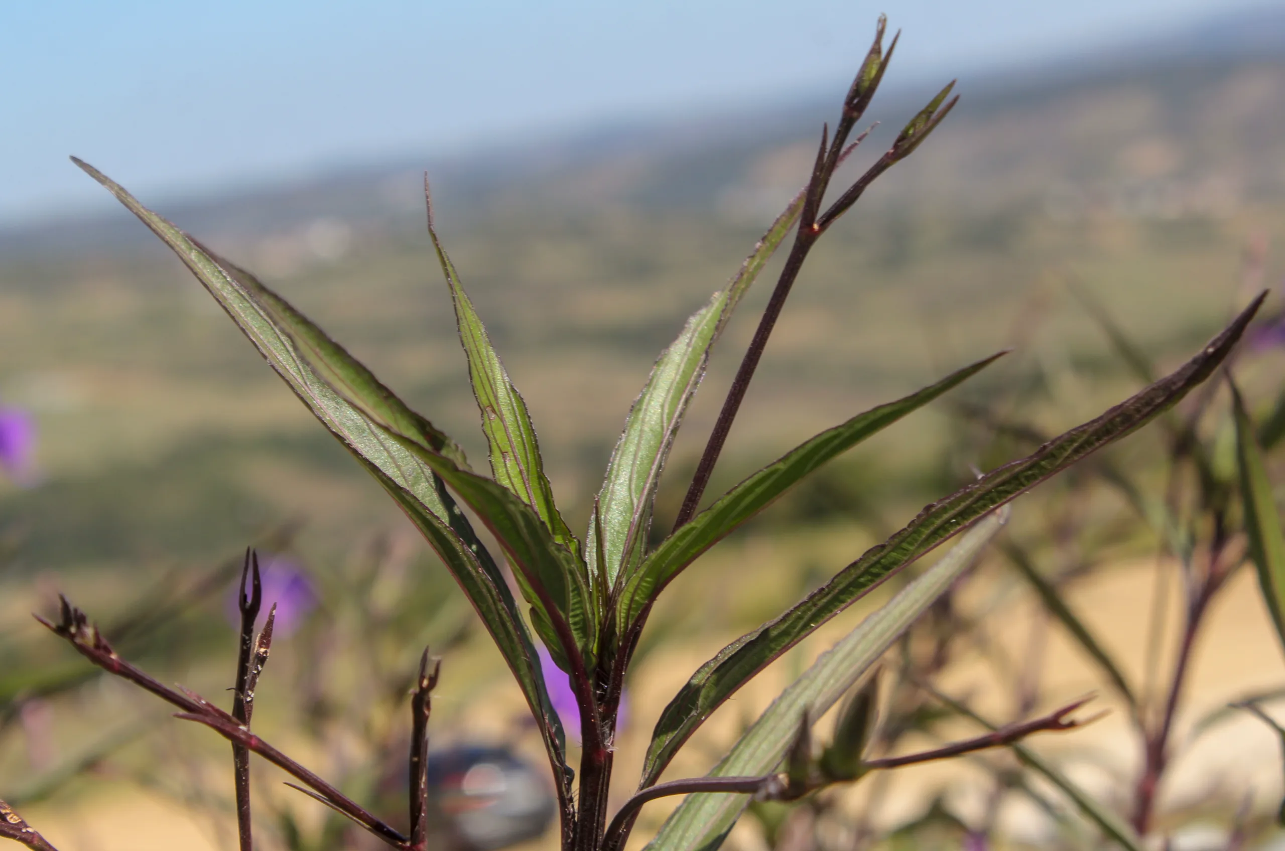 Ruellia simplex