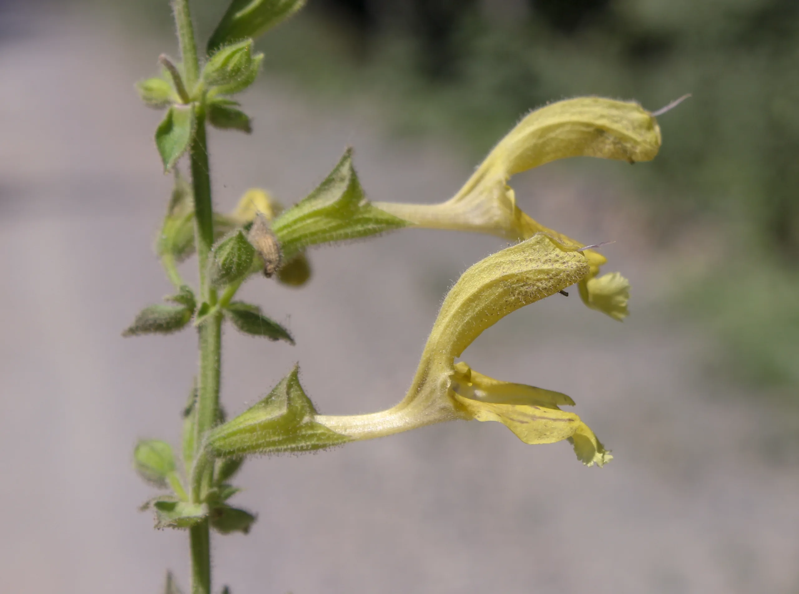 Salvia glutinosa