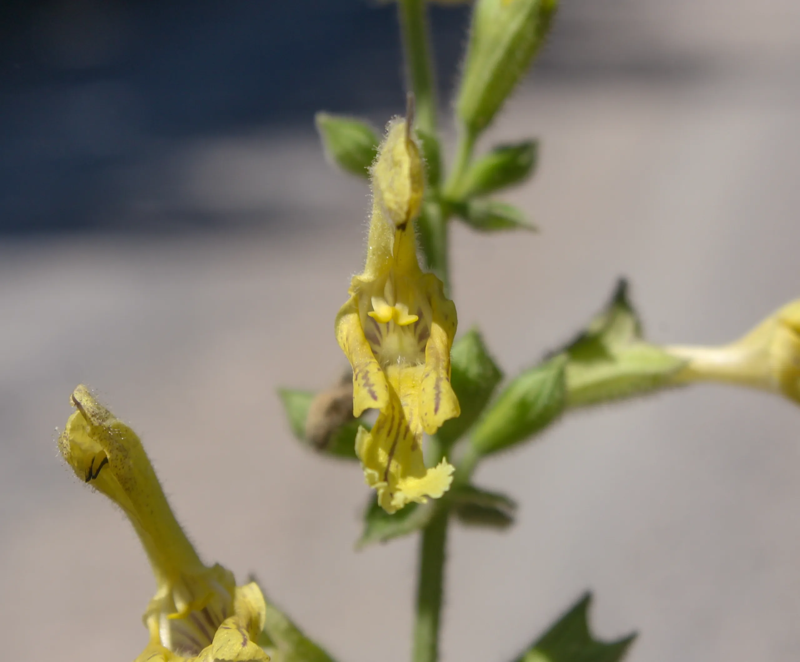 Salvia glutinosa