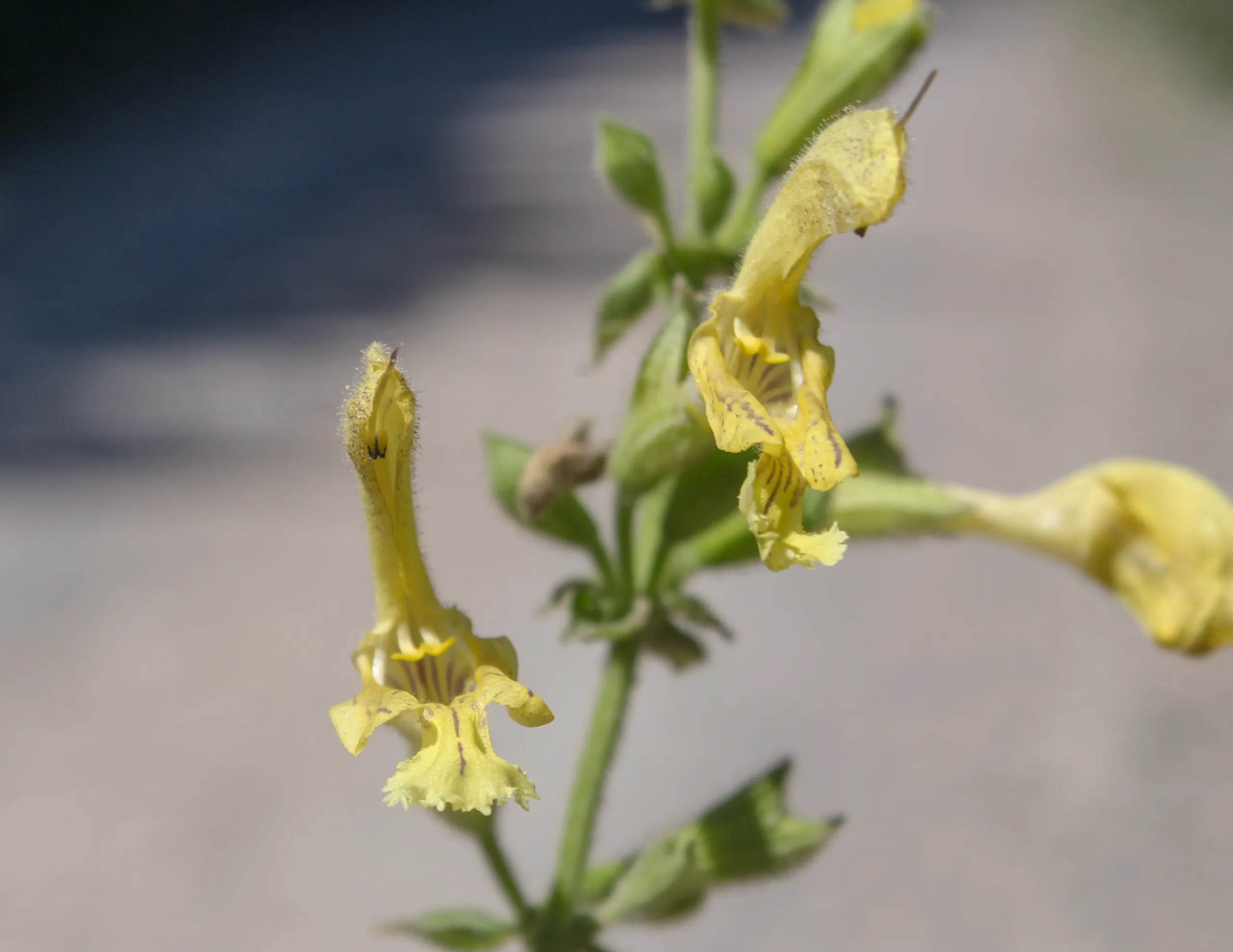 Salvia glutinosa