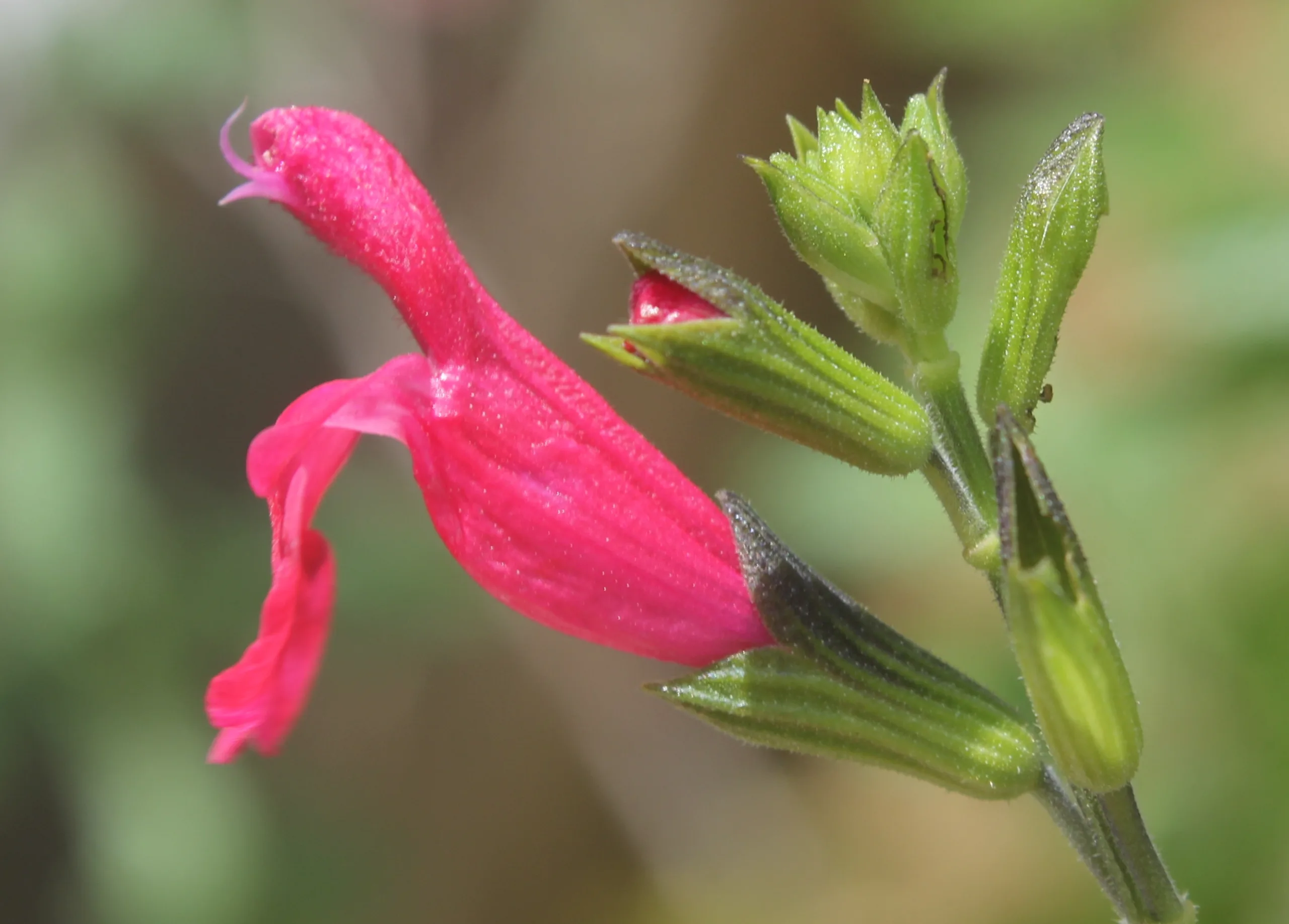 Salvia microphylla