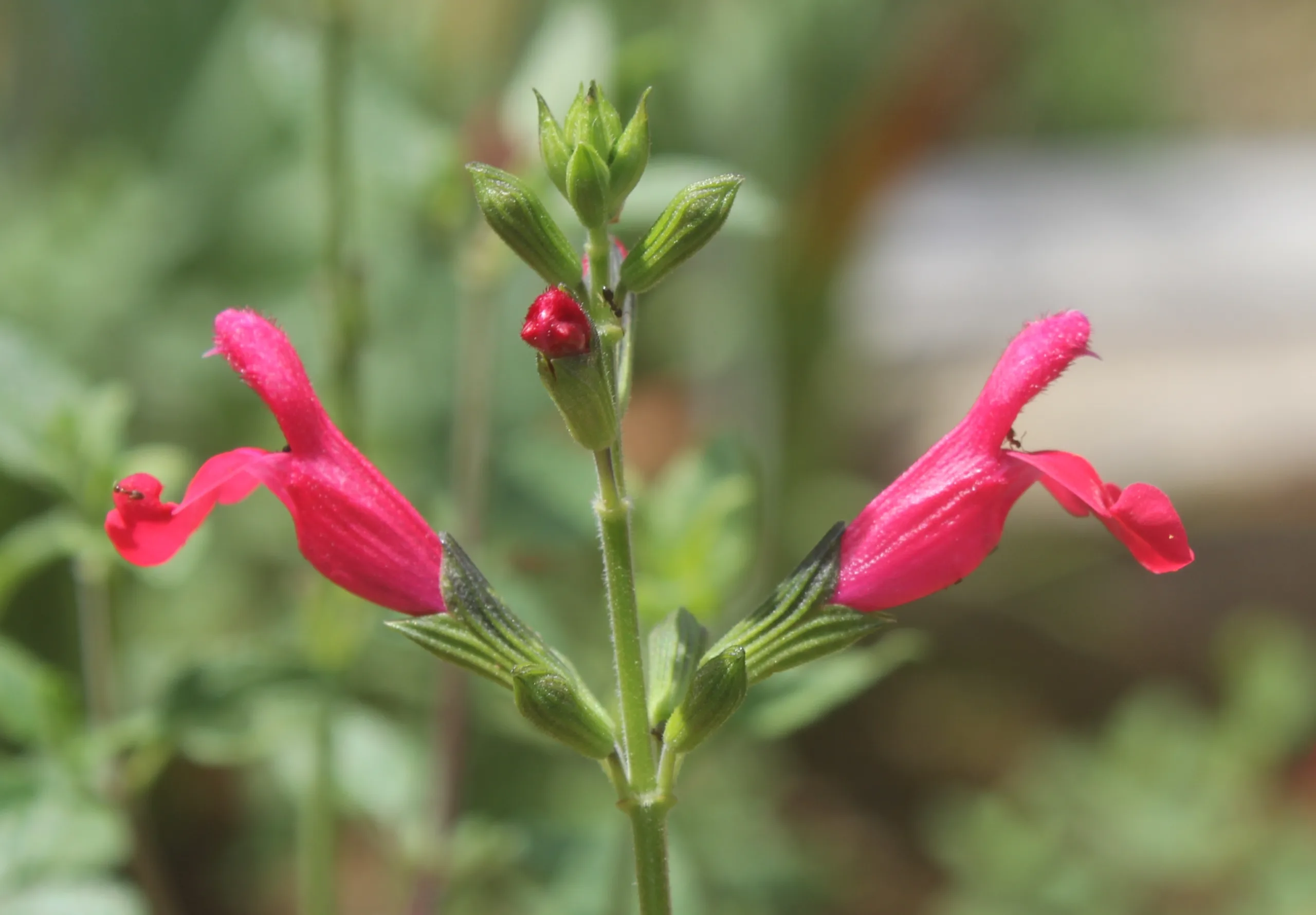 Salvia microphylla