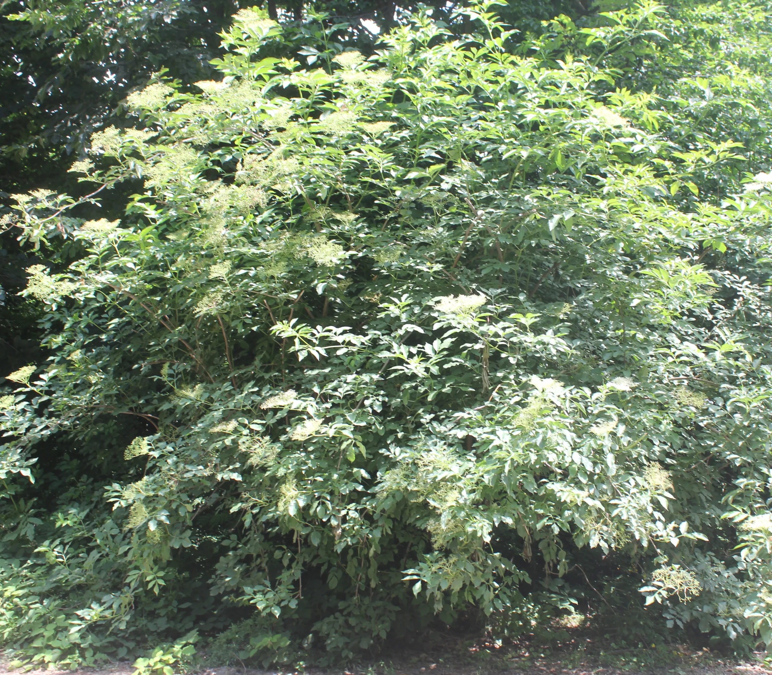 Sambucus nigra
