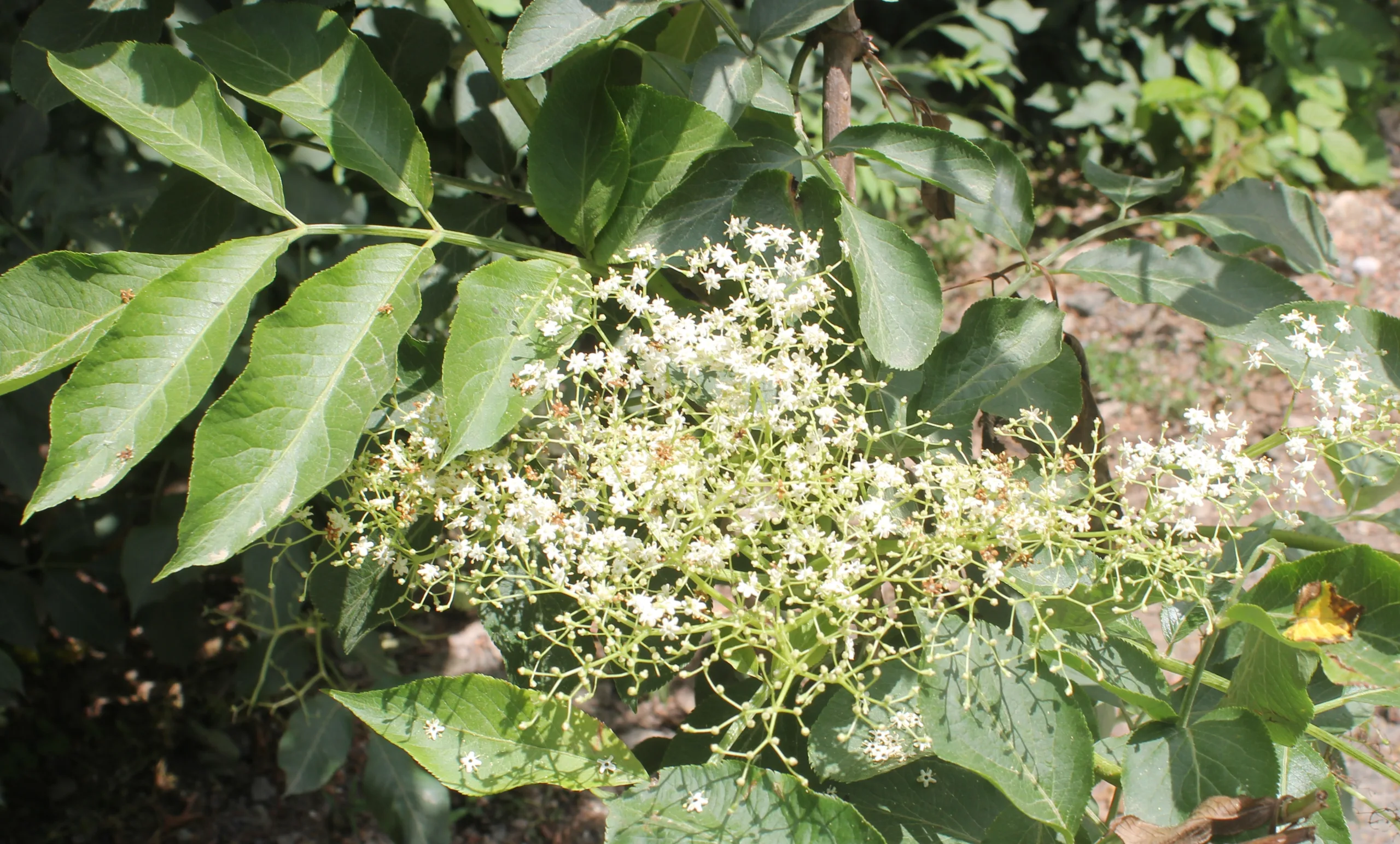 Sambucus nigra