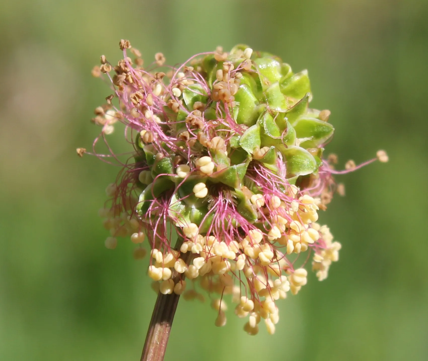 Sanguisorba (Çayırdüğmesi)