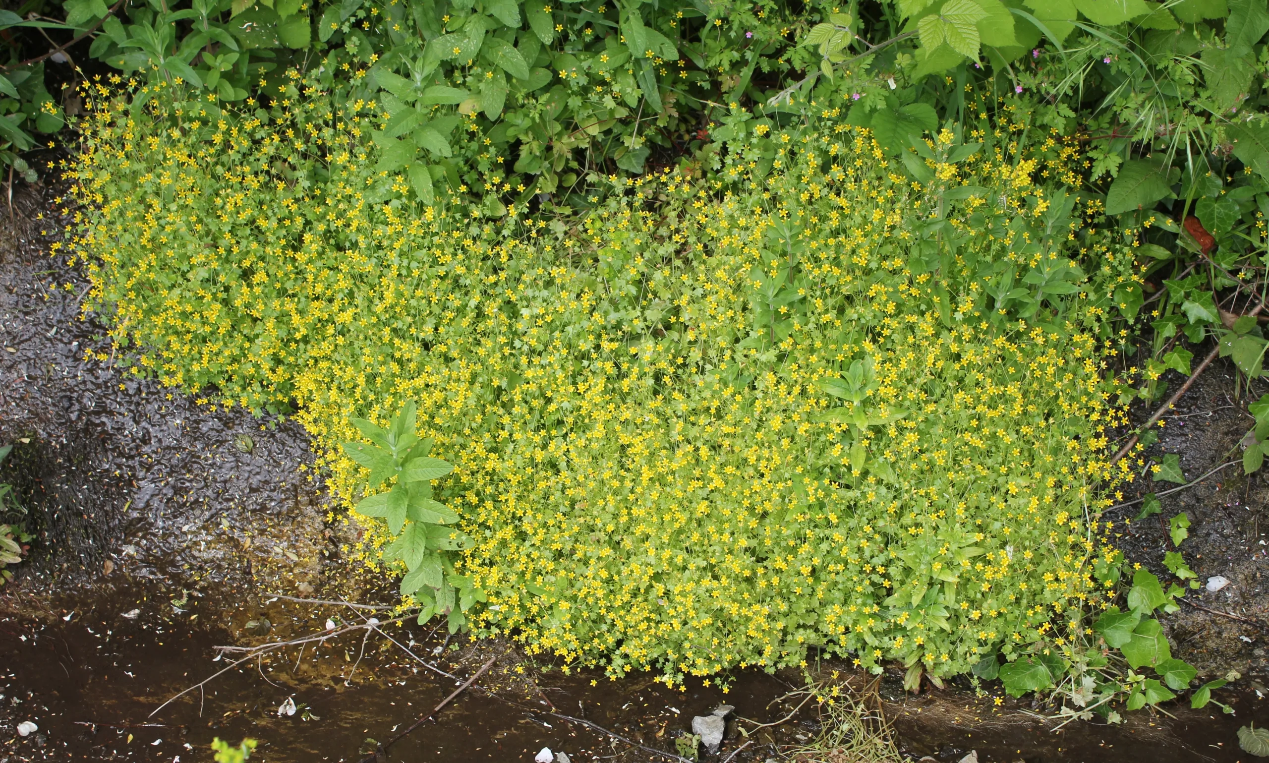Saxifraga cymbalaria