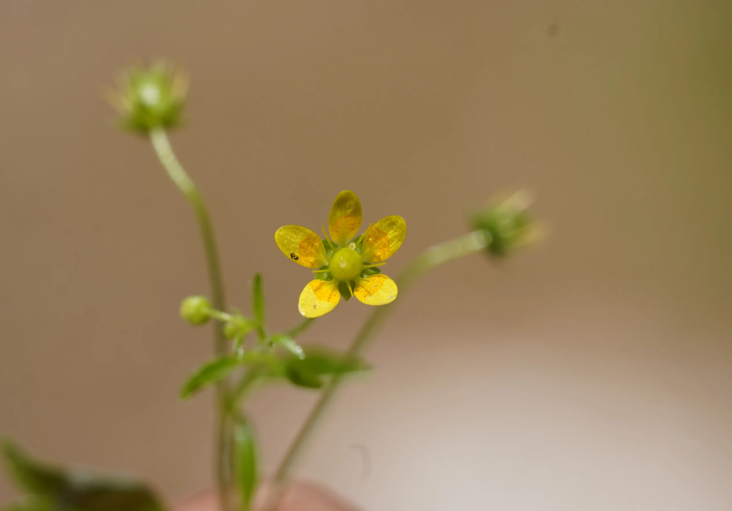 Saxifraga cymbalaria