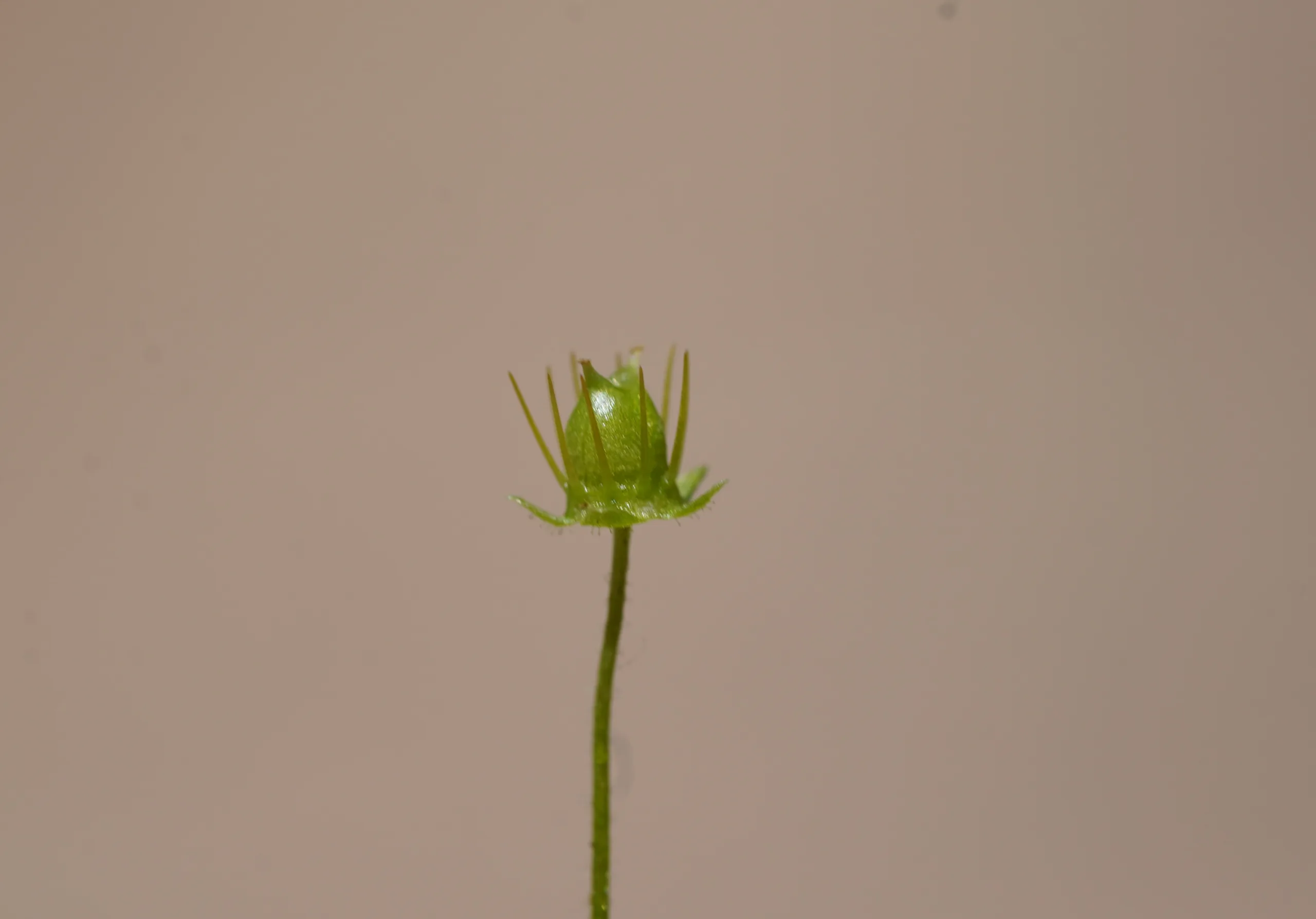 Saxifraga cymbalaria