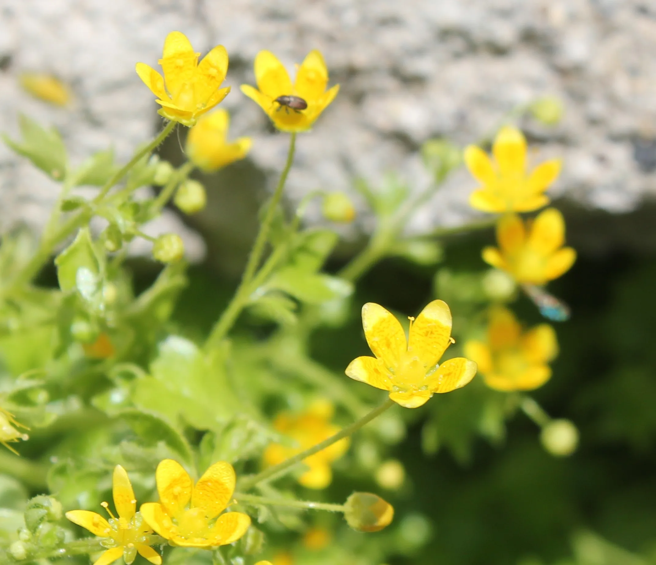 Saxifraga cymbalaria