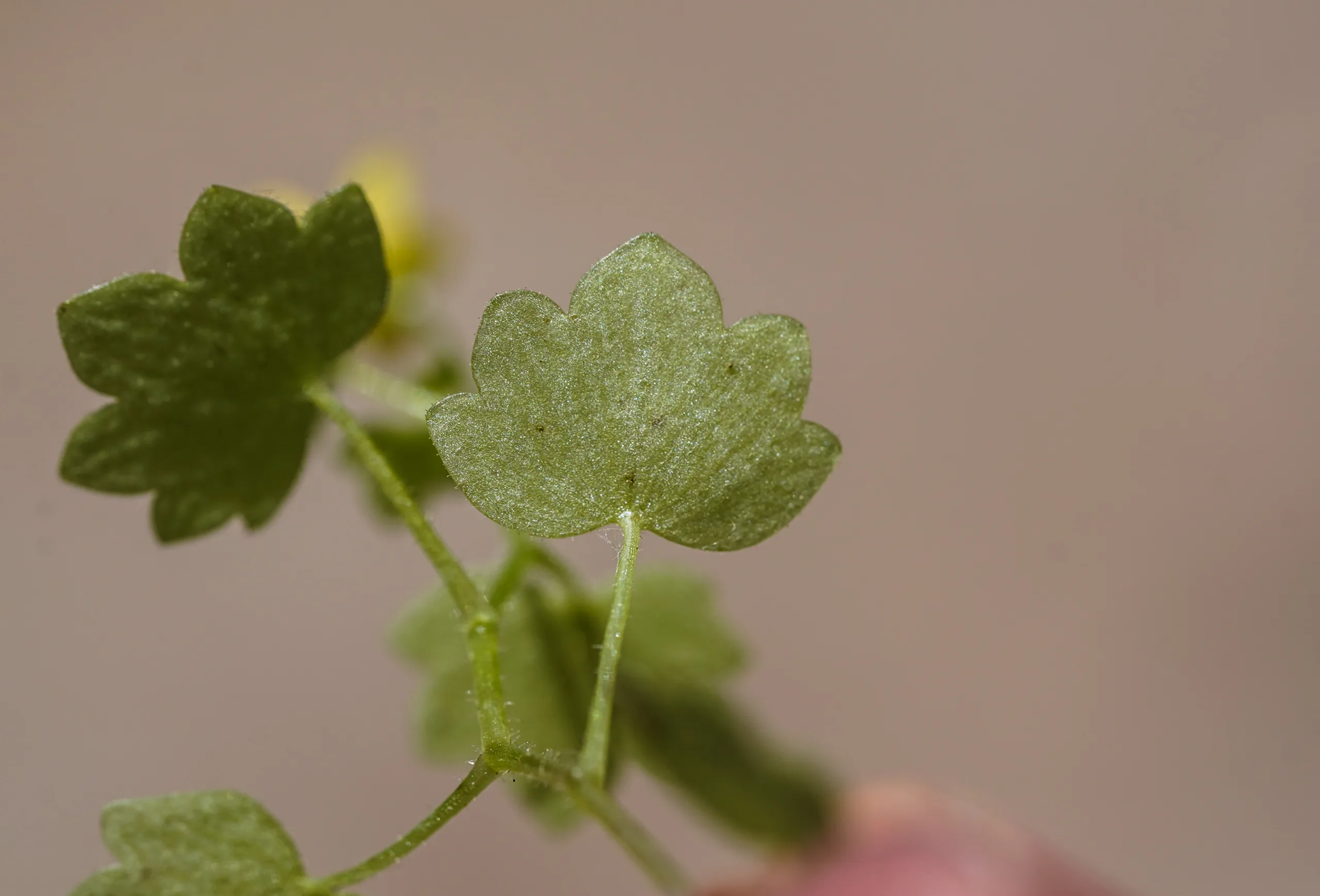 Saxifraga cymbalaria