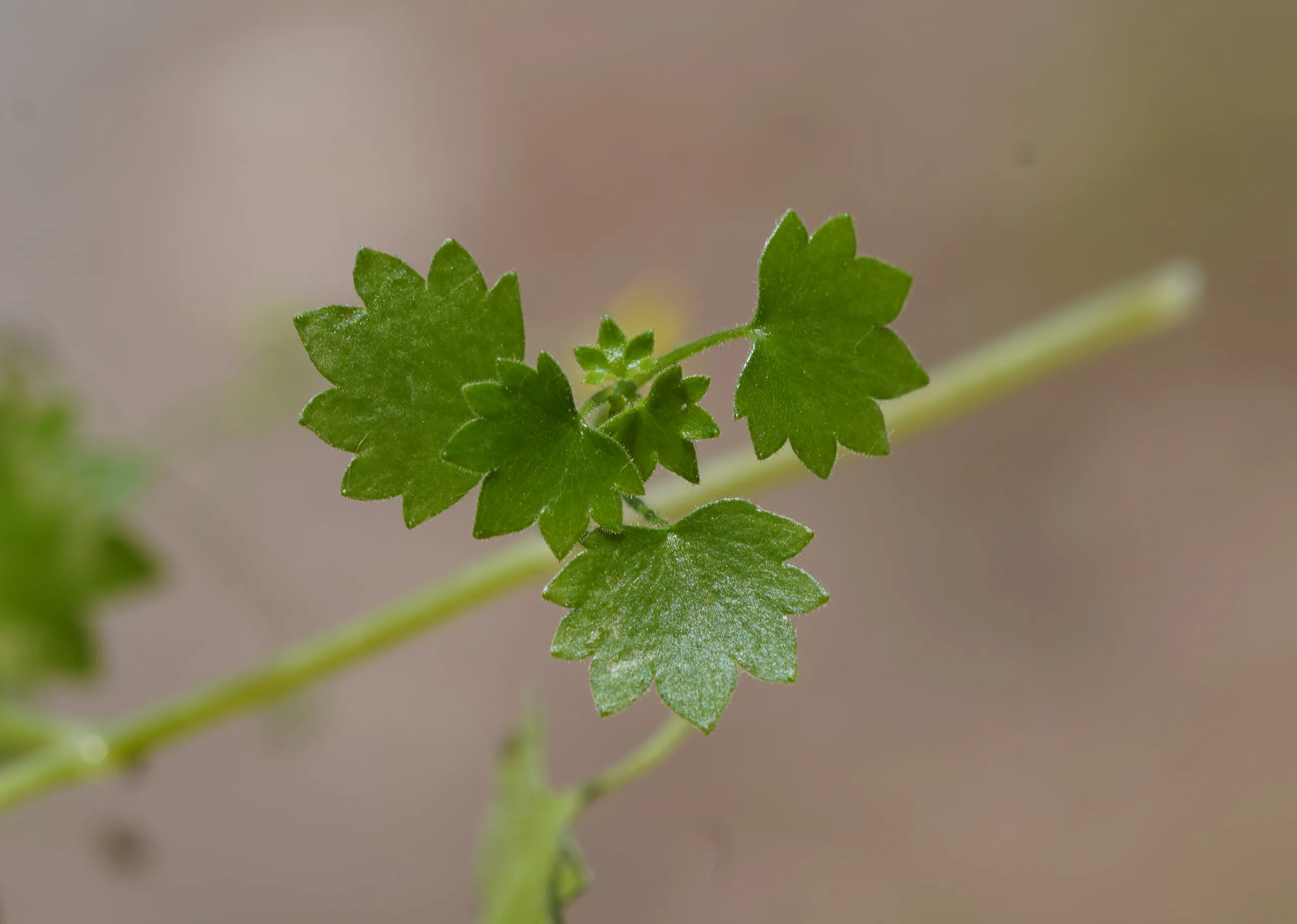 Saxifraga cymbalaria