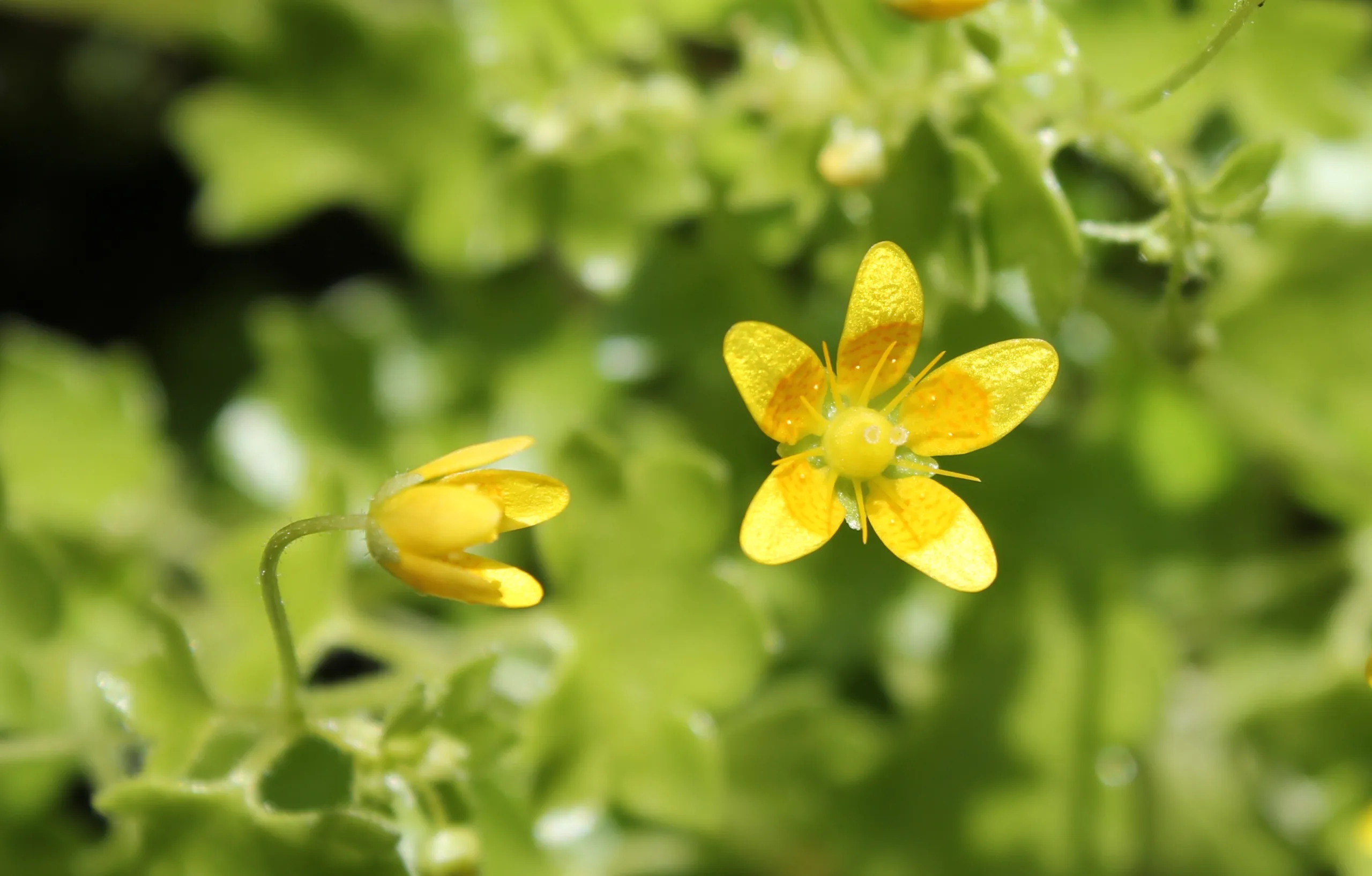 Saxifraga cymbalaria