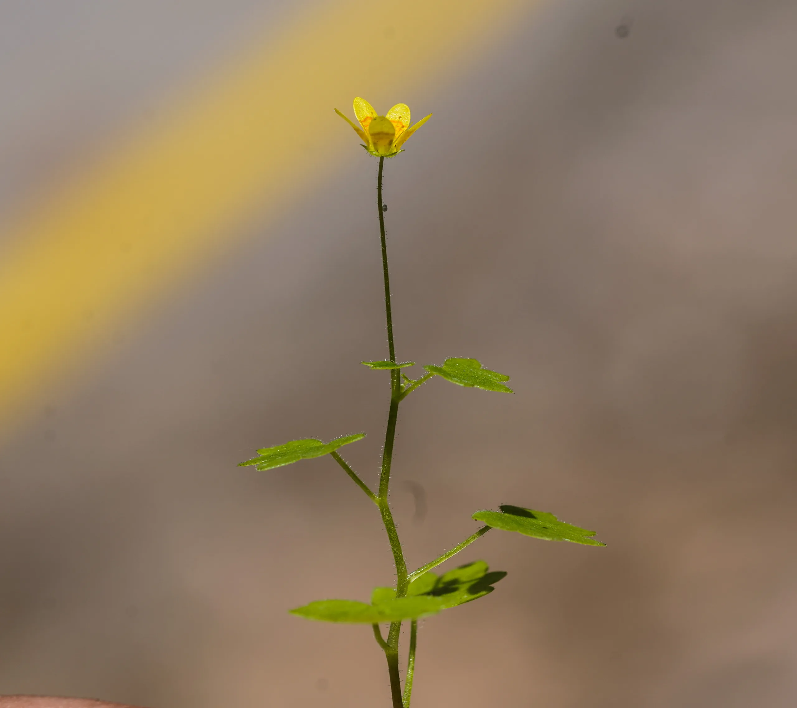 Saxifraga cymbalaria