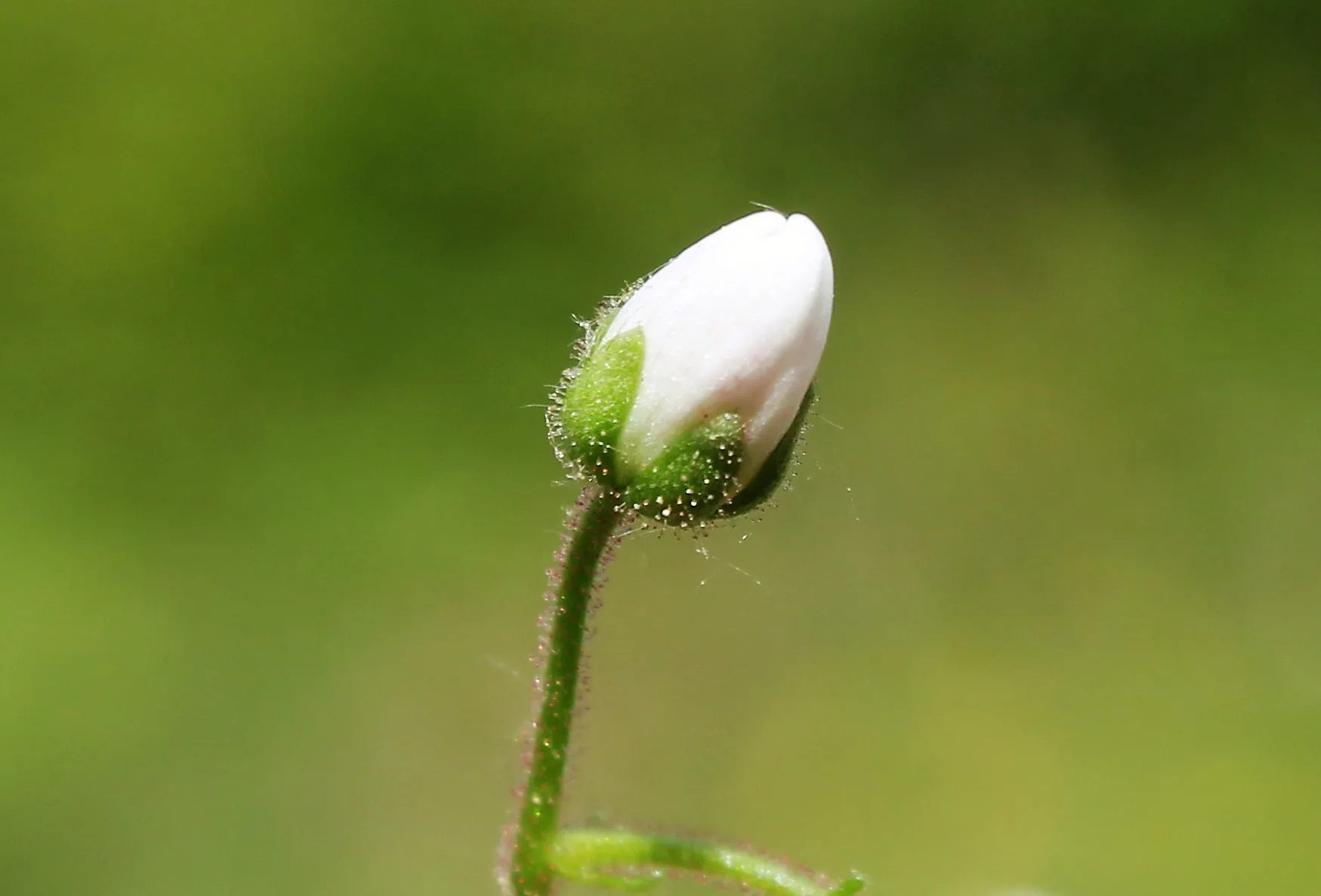 Saxifraga rotundifolia