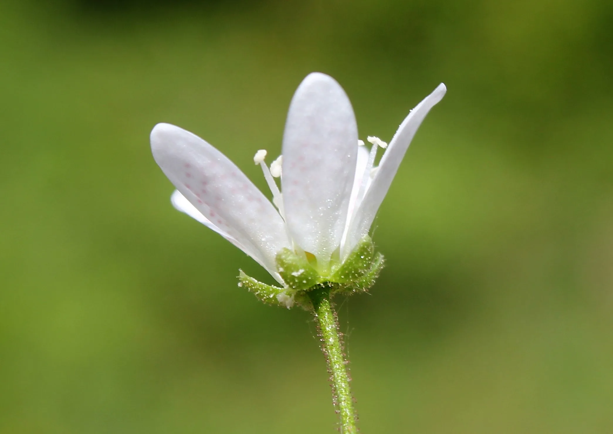 Saxifraga rotundifolia