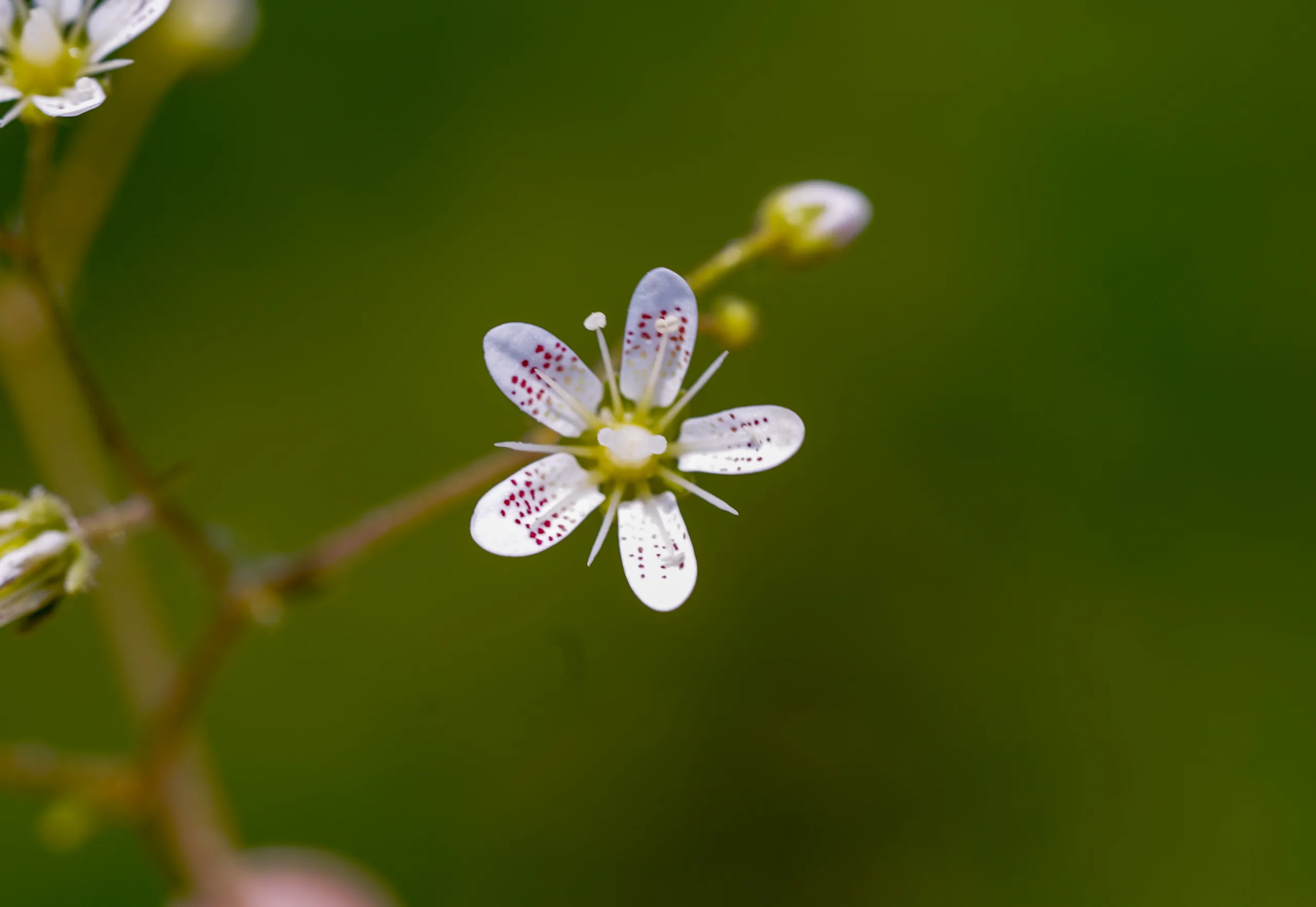 Saxifraga rotundifolia