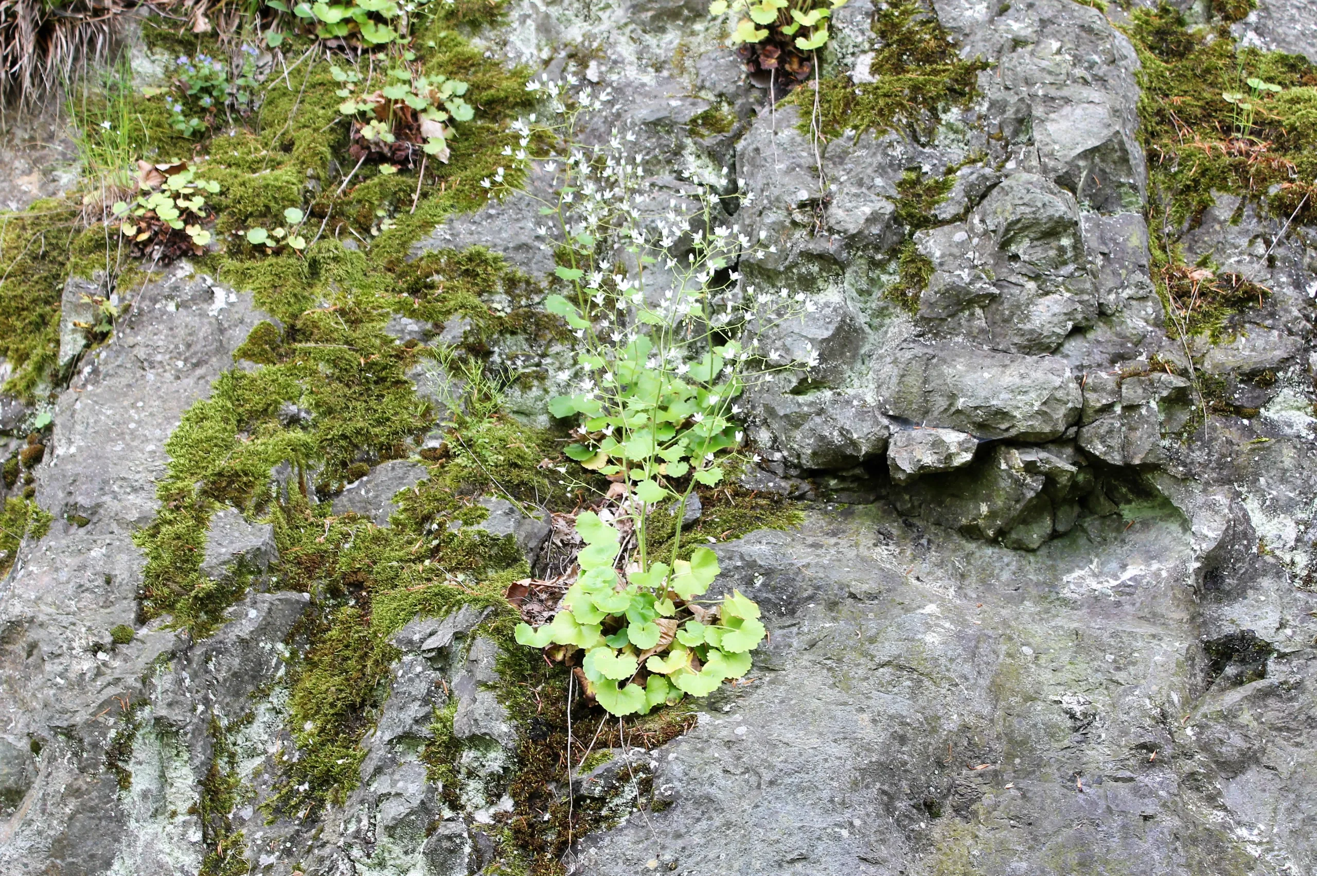 Saxifraga rotundifolia