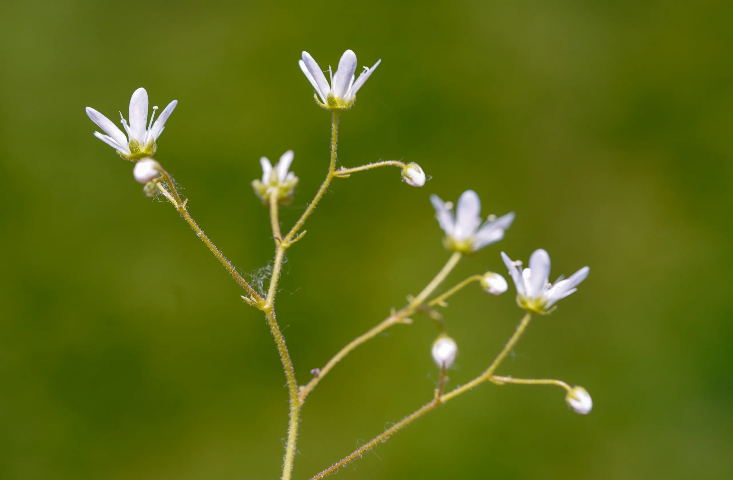 Saxifraga rotundifolia