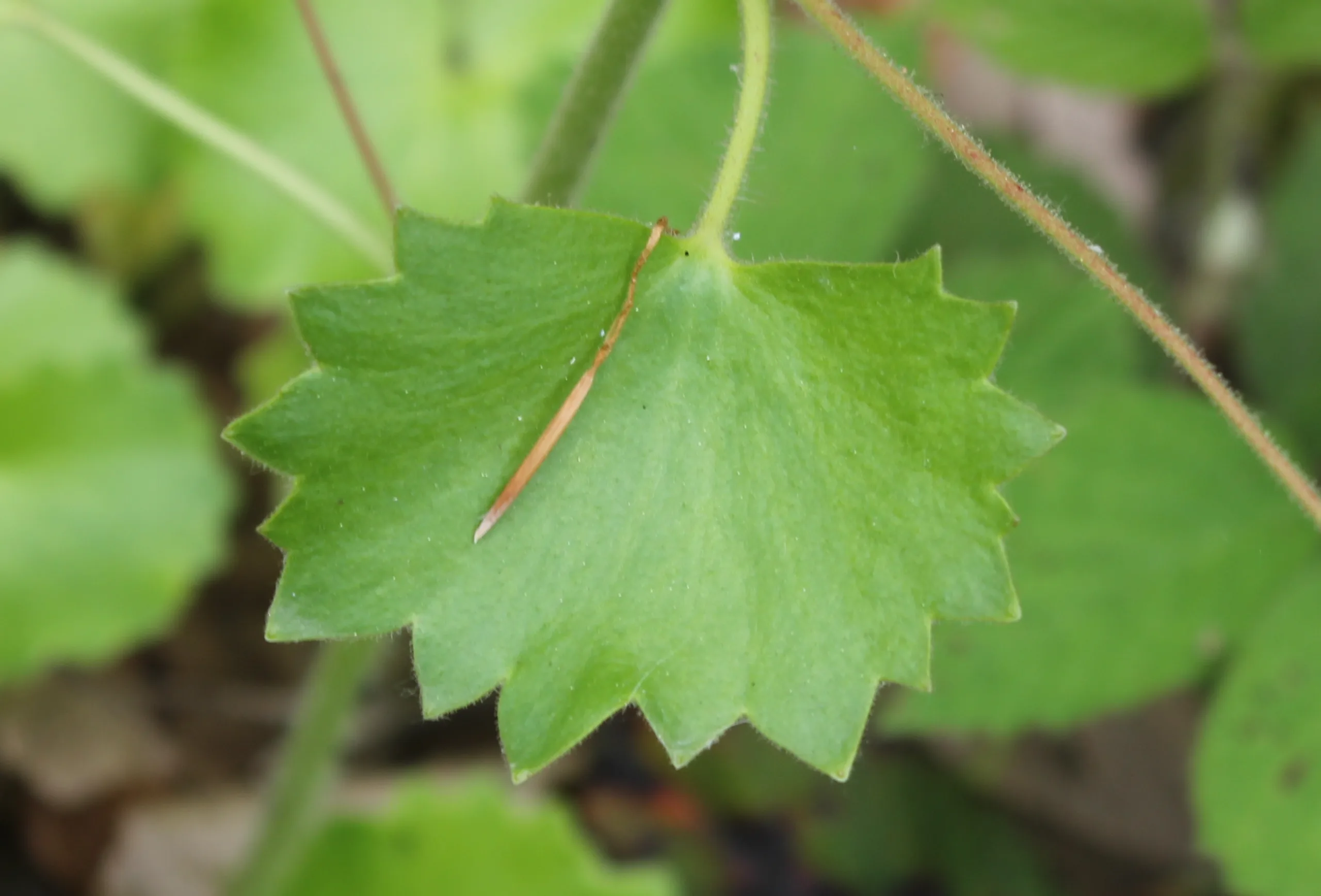 Saxifraga rotundifolia