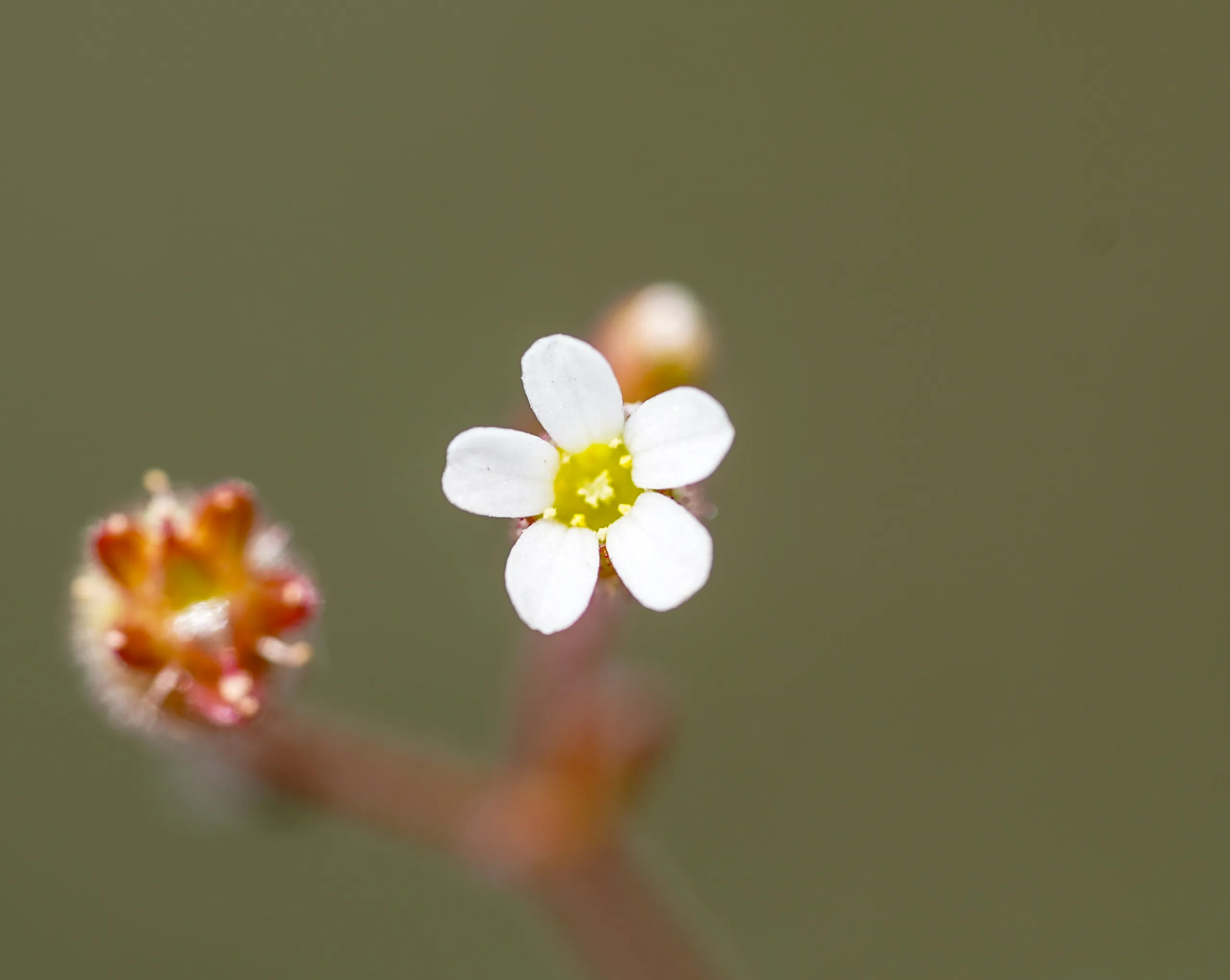 Saxifraga tridactylites