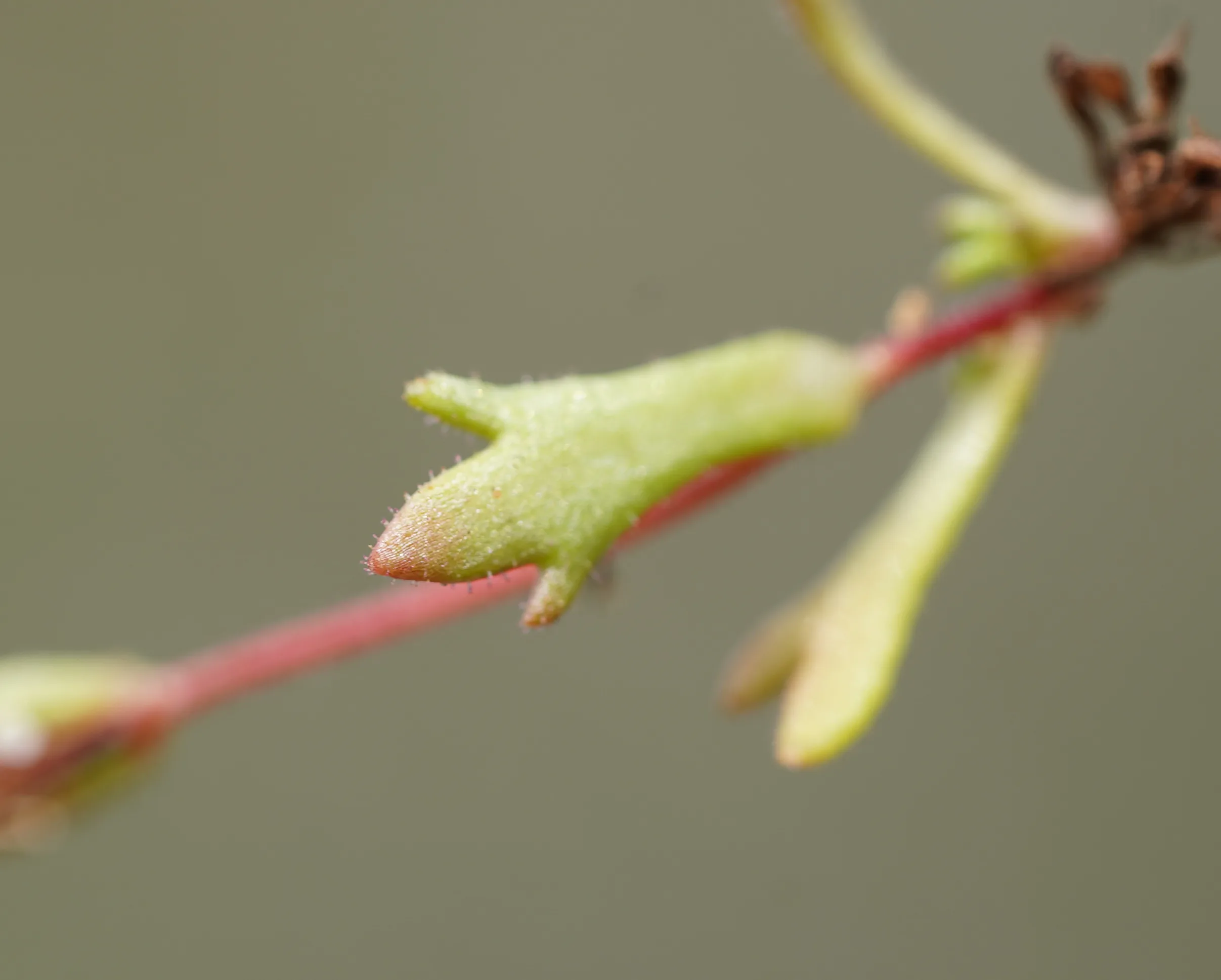 Saxifraga tridactylites